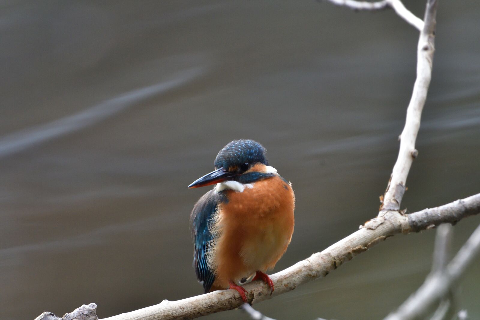 Nikon D500 sample photo. Bird, wild animals, natural photography