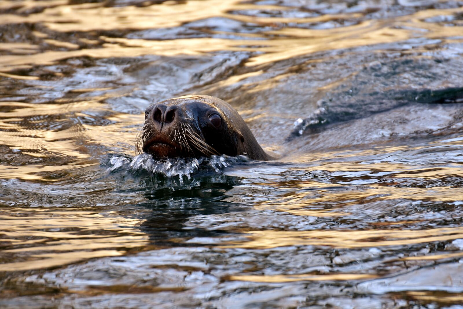 Nikon D7200 sample photo. Seal, sea lion, swim photography