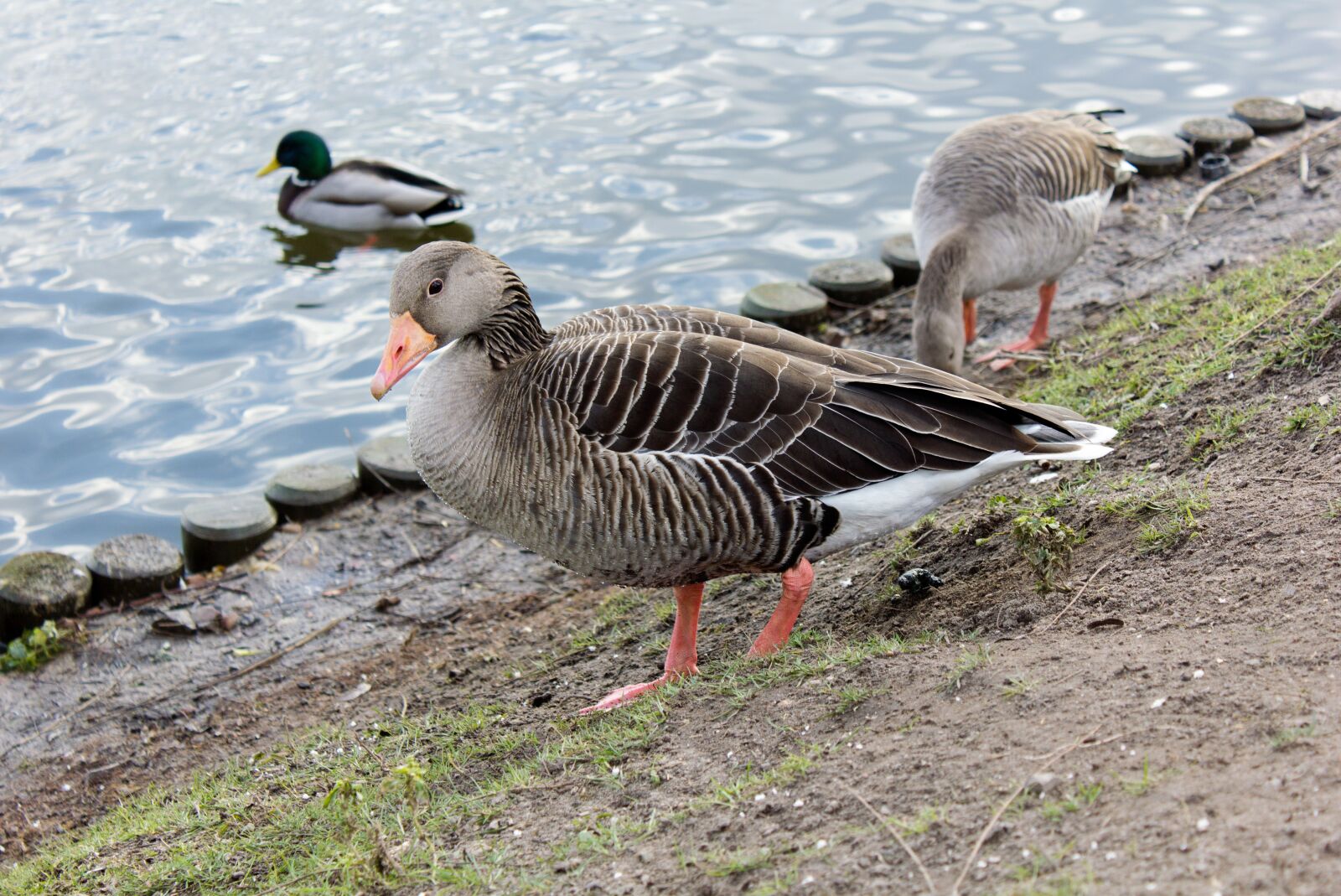 Canon EF-S 18-55mm F3.5-5.6 IS sample photo. Wild goose, water, nature photography