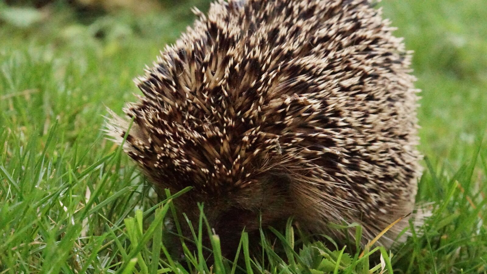 Sony a6500 sample photo. Hedgehog, meadow, s photography