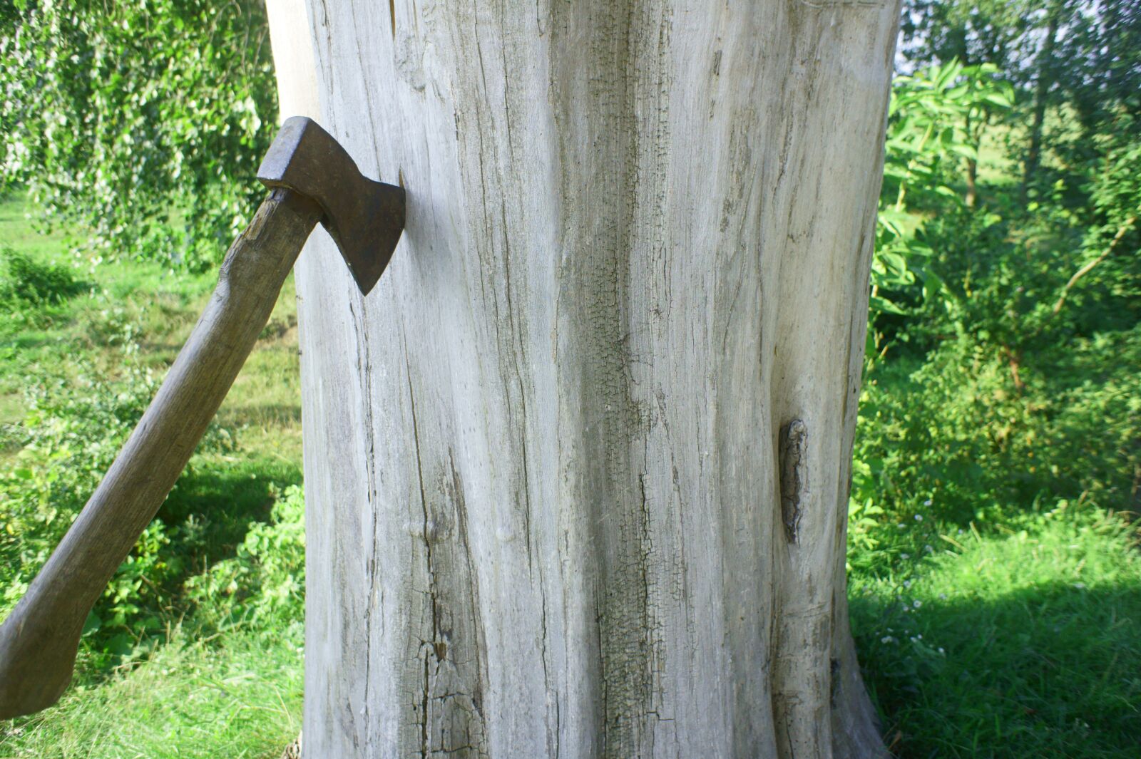 Sony Alpha NEX-5 + Sony E 16mm F2.8 sample photo. Axe, tree, dry wood photography
