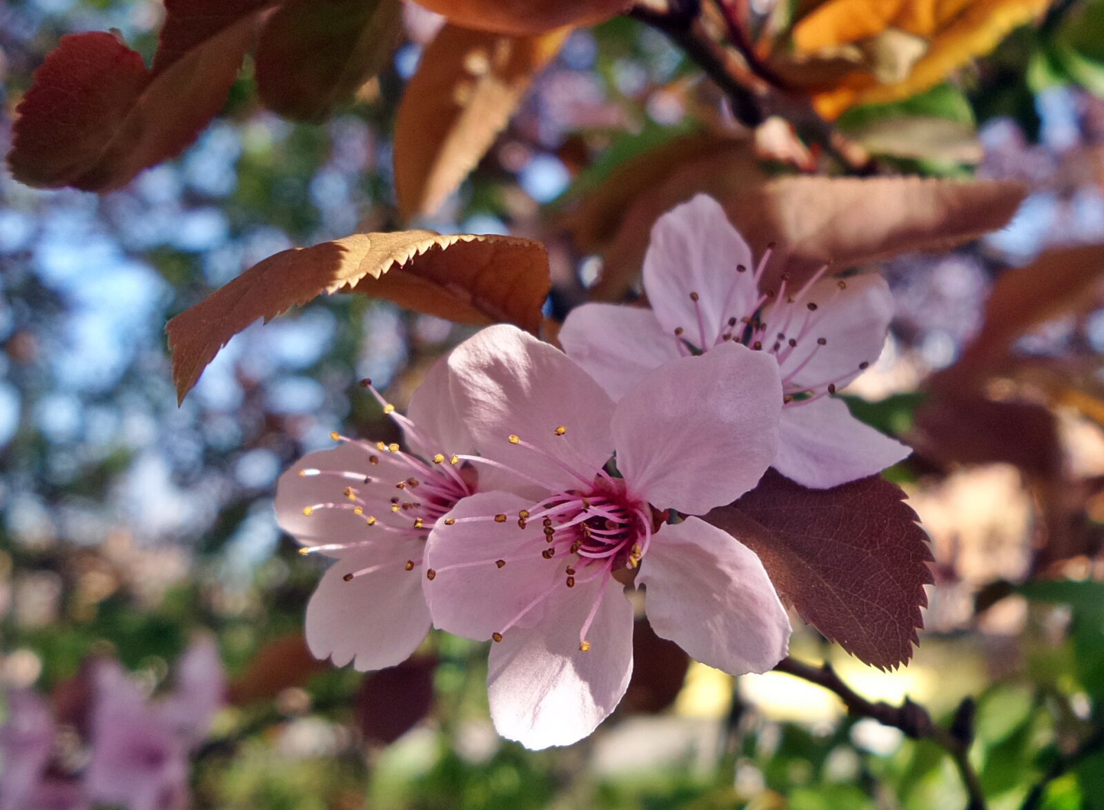 Samsung Galaxy K Zoom sample photo. Spring, wood, flower photography