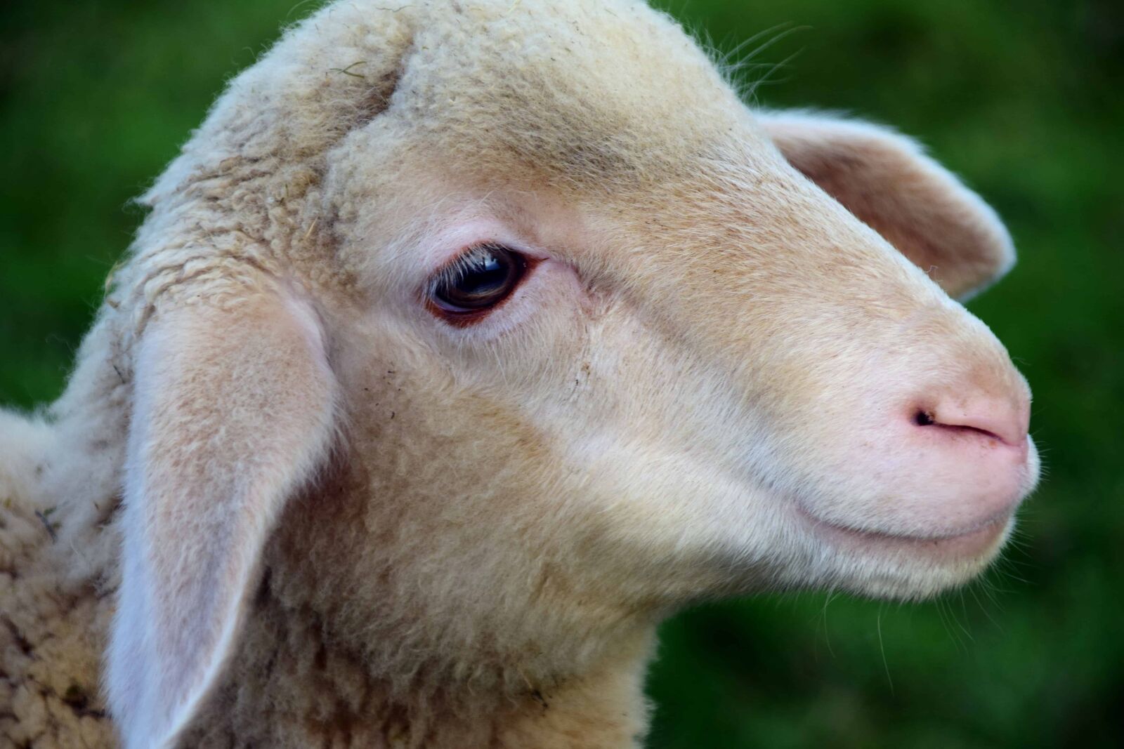 Nikon D3300 sample photo. Sheep, portrait, lamb, nature photography