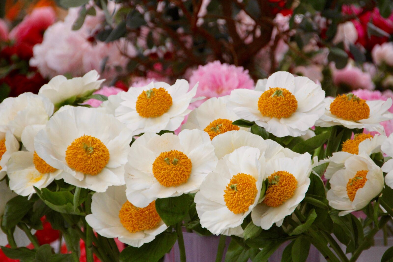 Canon EOS 60D sample photo. Yolk flowers, white, yellow photography