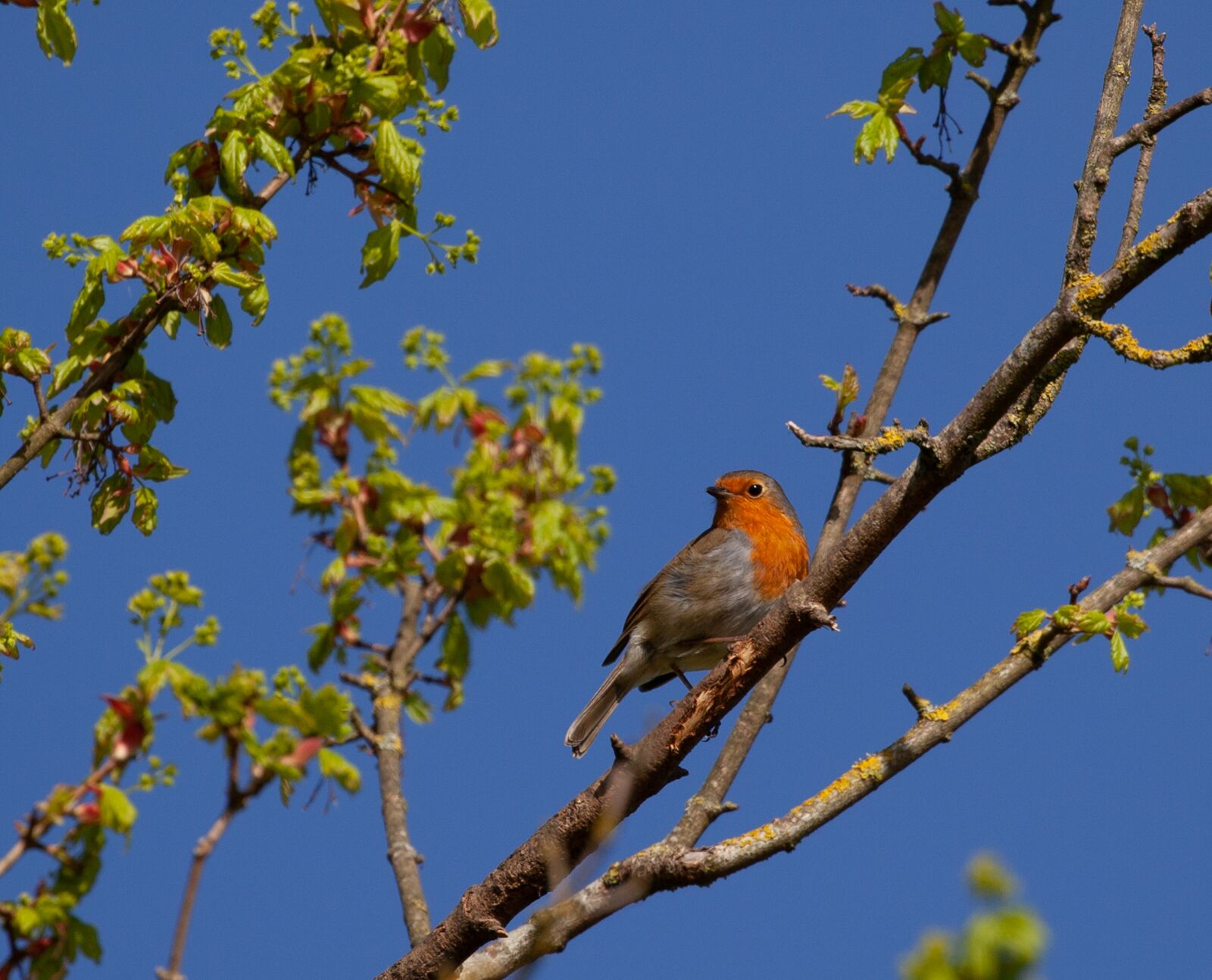 Canon EOS 5D Mark II sample photo. Robin redbreast in tree photography