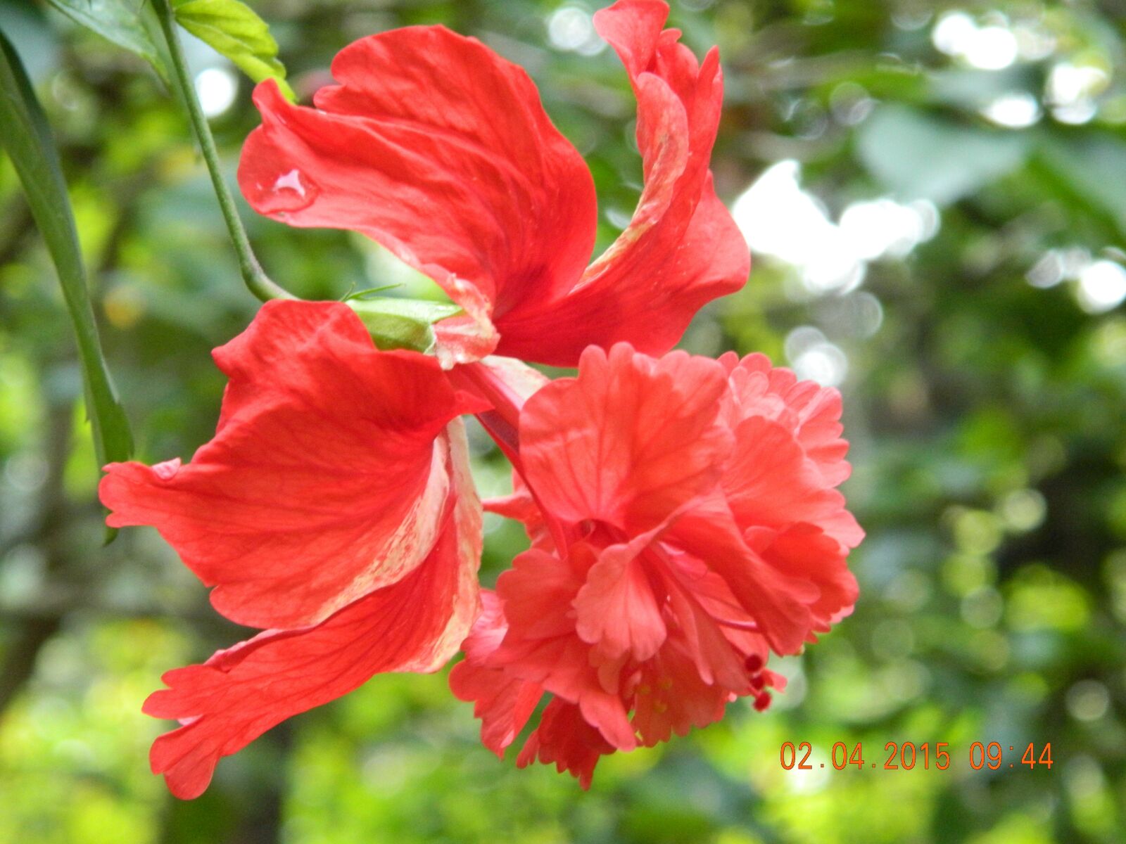 Nikon COOLPIX L310 sample photo. Red, flower, hibiscus photography