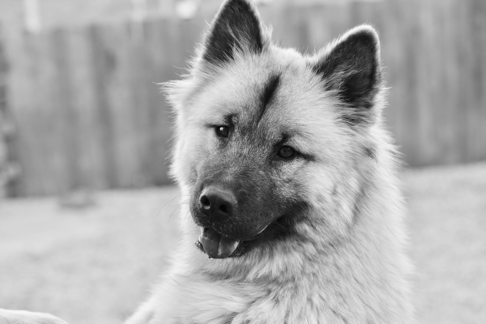 Nikon D5600 sample photo. Dog, bitch, dog eurasier photography