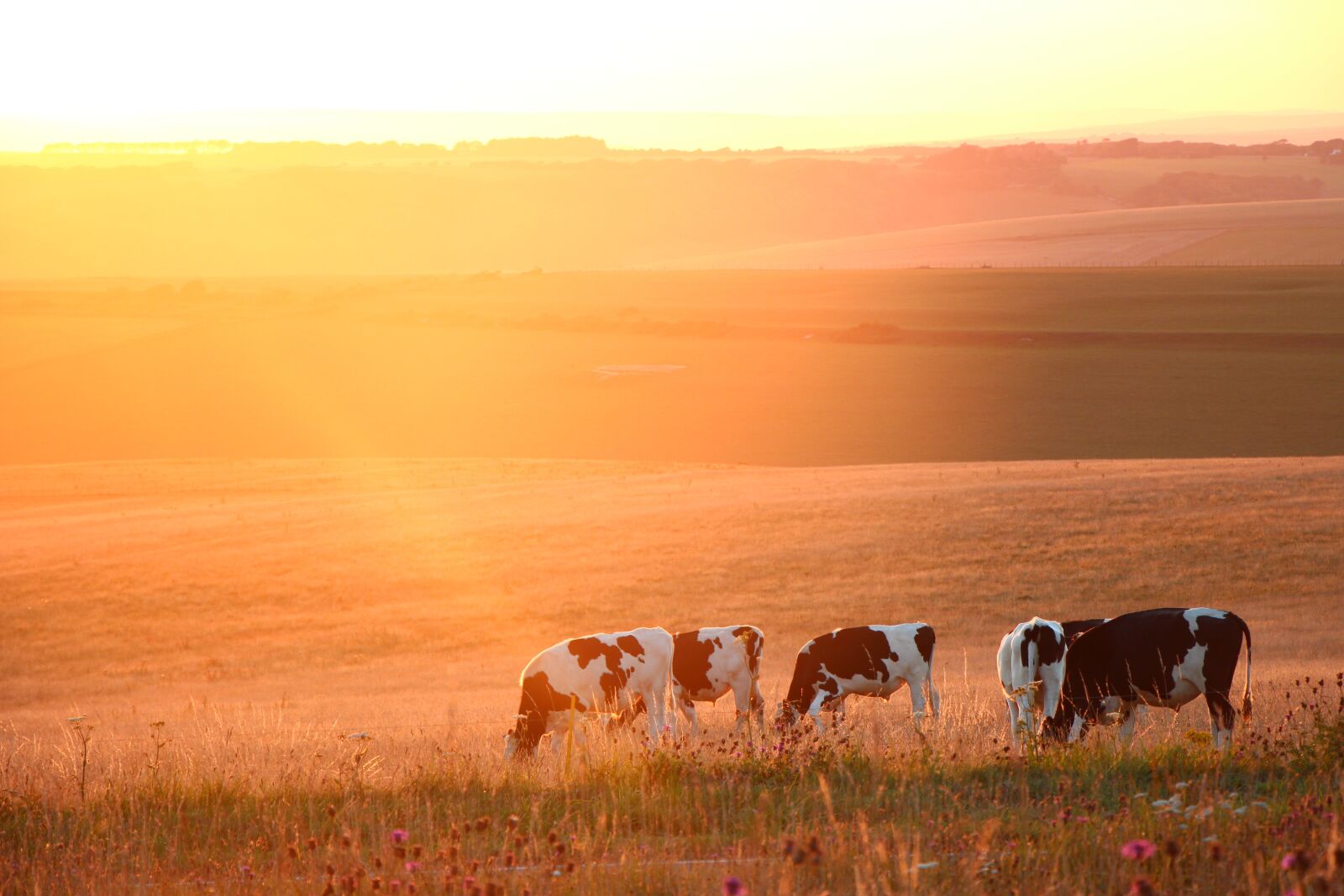 Canon EOS 700D (EOS Rebel T5i / EOS Kiss X7i) sample photo. Sunset, beechcraft corner, prairie photography