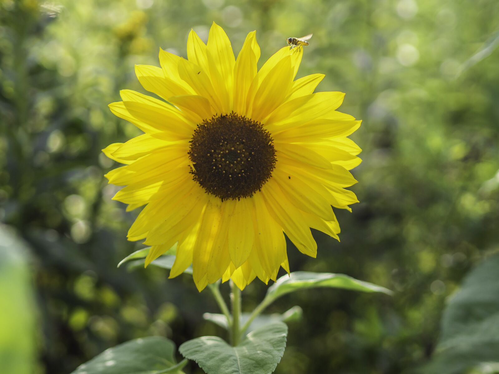 Olympus M.Zuiko Digital 45mm F1.8 sample photo. Sunflower, helianthus, annuus photography