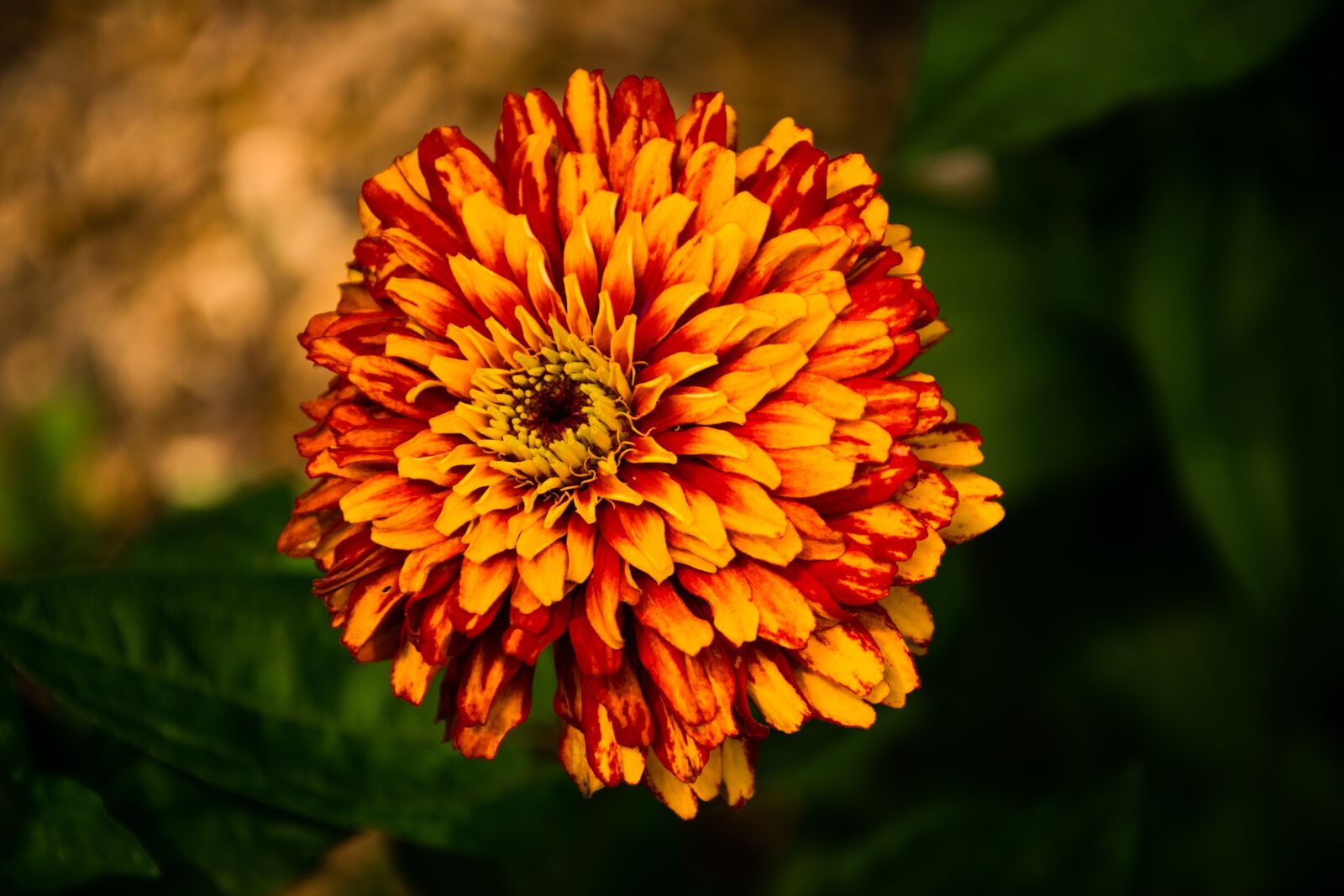 Nikon D5300 sample photo. Flower, plant, nature photography