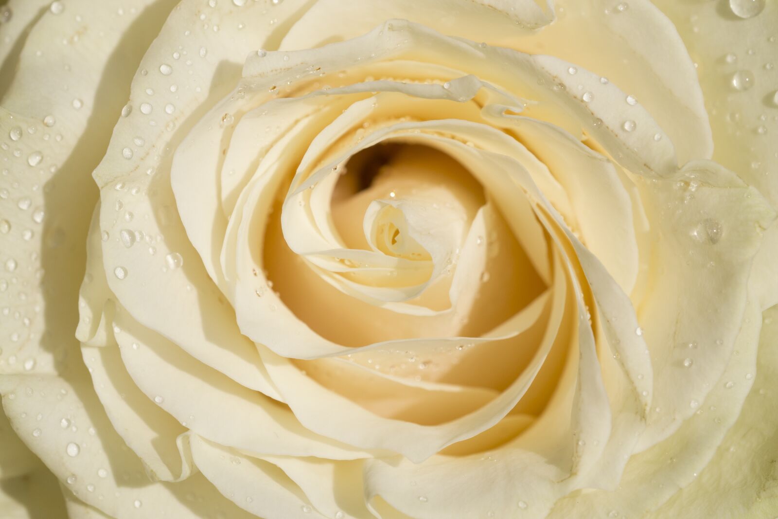 Nikon D3100 sample photo. Rose, flowers, yellow photography