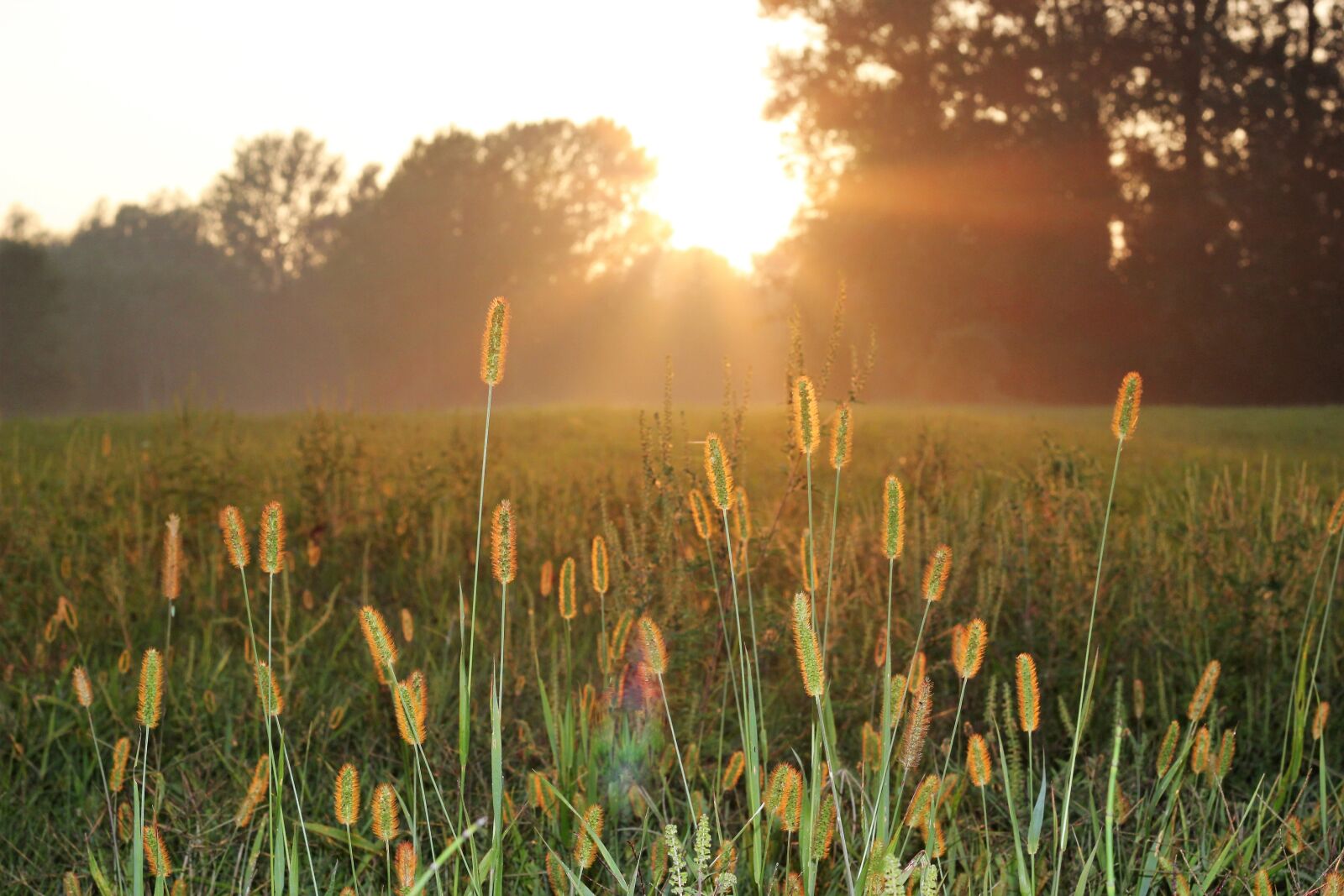 Canon EOS 550D (EOS Rebel T2i / EOS Kiss X4) sample photo. Sunset, grass, green photography