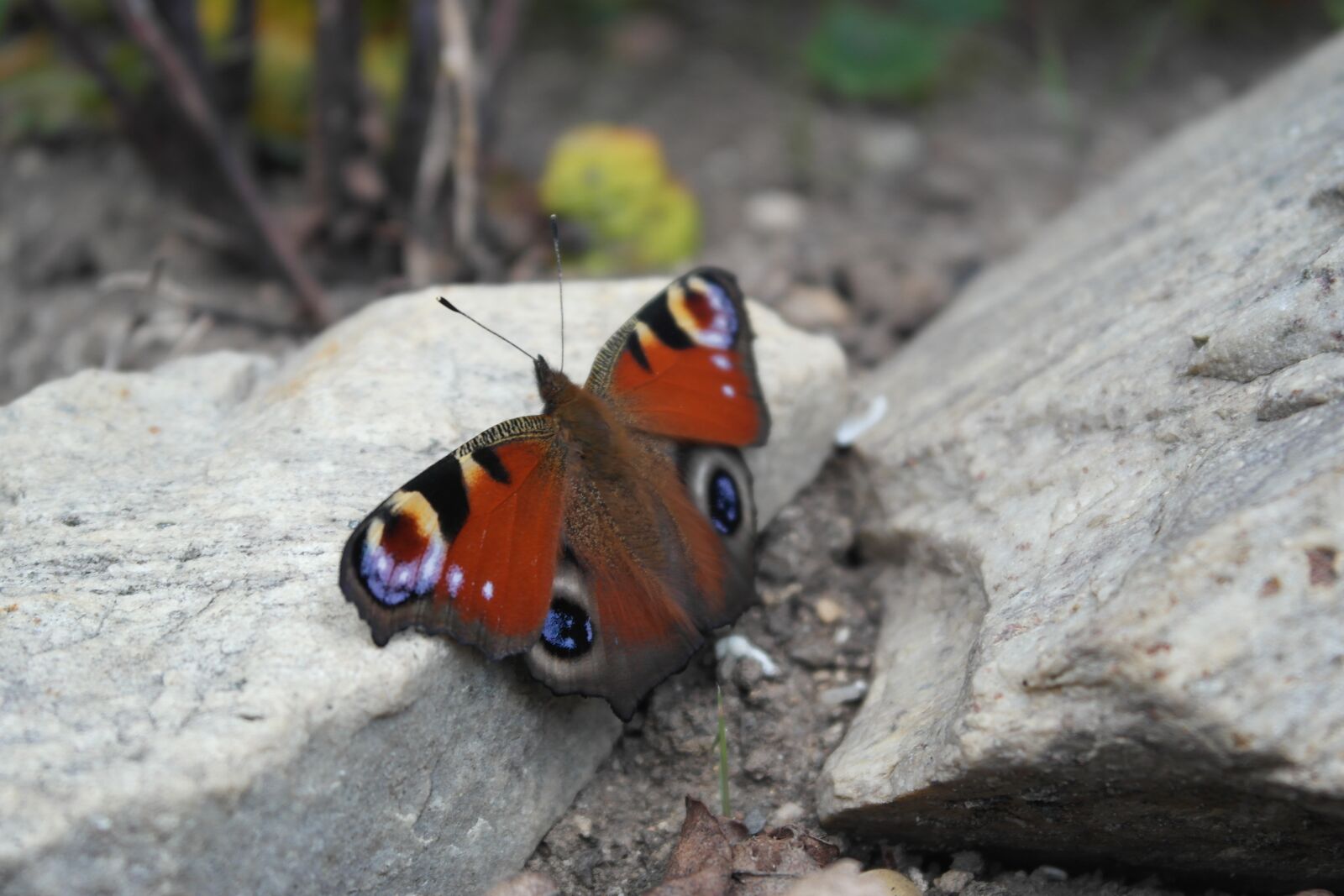 Samsung NX1000 sample photo. Butterfly, insect, wings photography