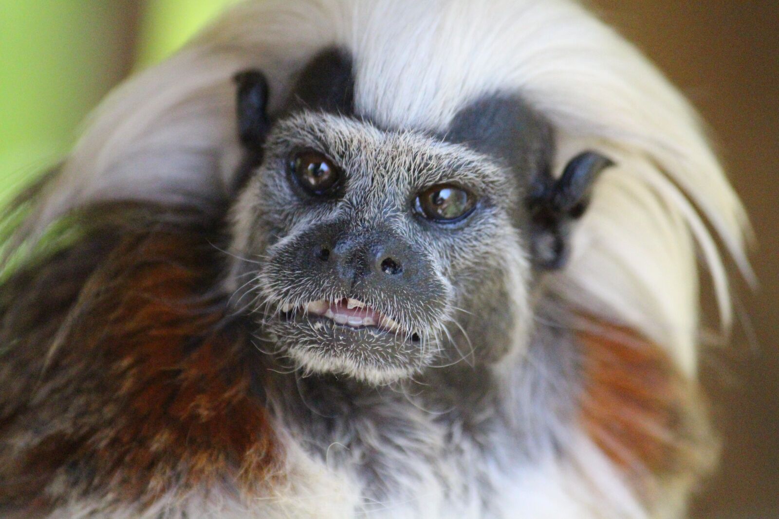 Canon EOS 650D (EOS Rebel T4i / EOS Kiss X6i) sample photo. Liszt äffchen, monkey, animal photography
