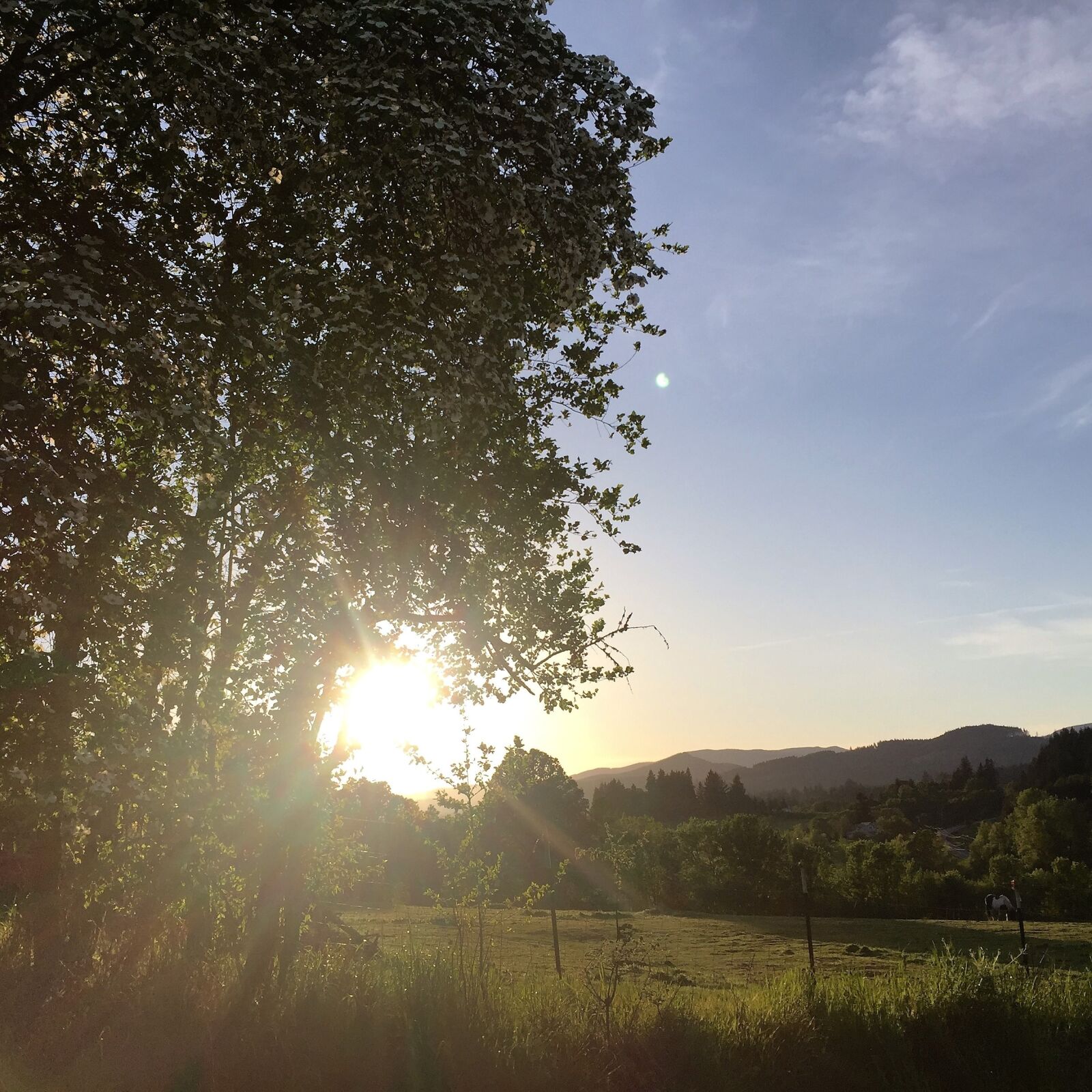 Apple iPhone 6 sample photo. Field, sunshine, tree photography