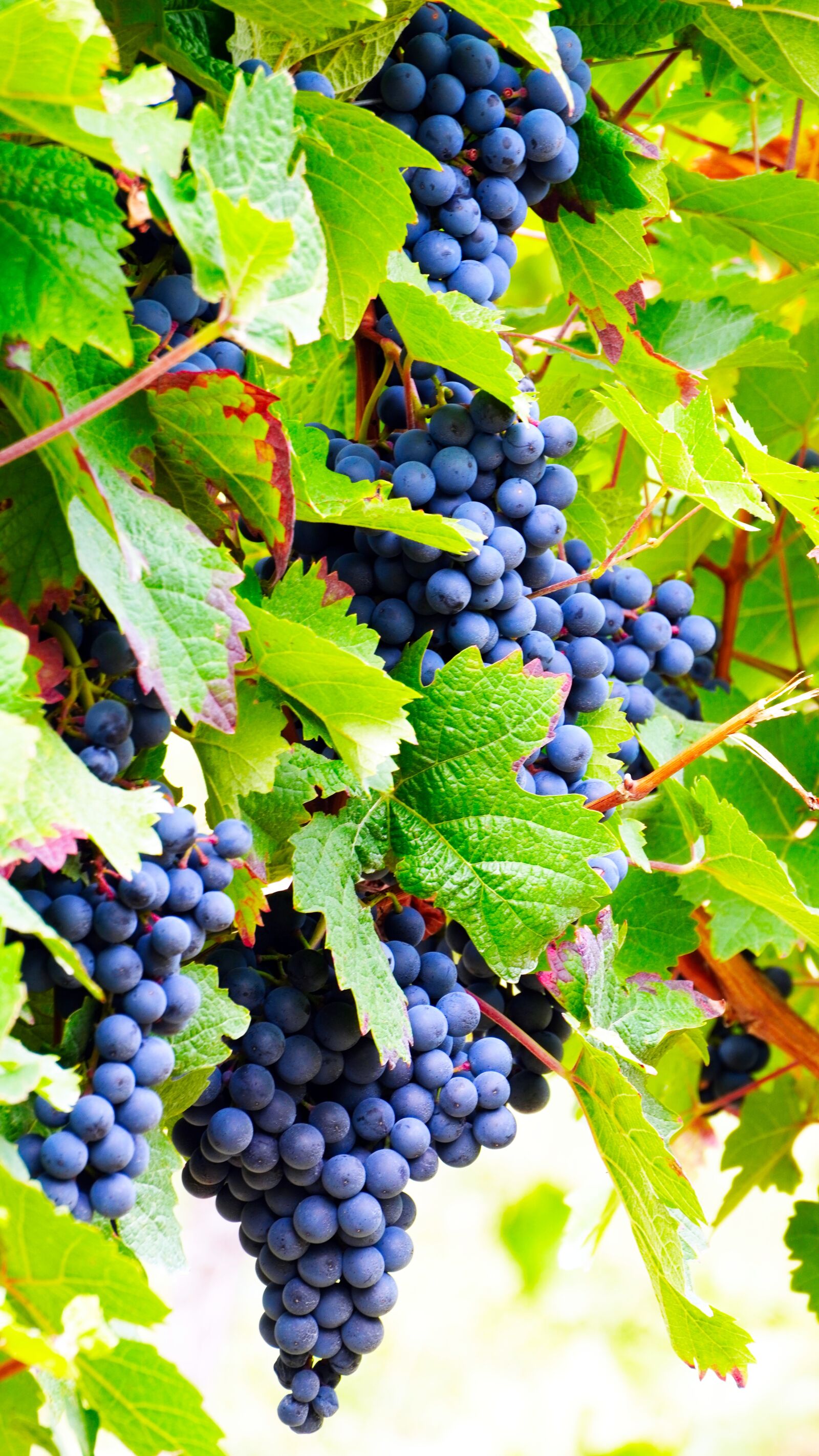 Sony E 55-210mm F4.5-6.3 OSS sample photo. Grapes, wine, ripe photography