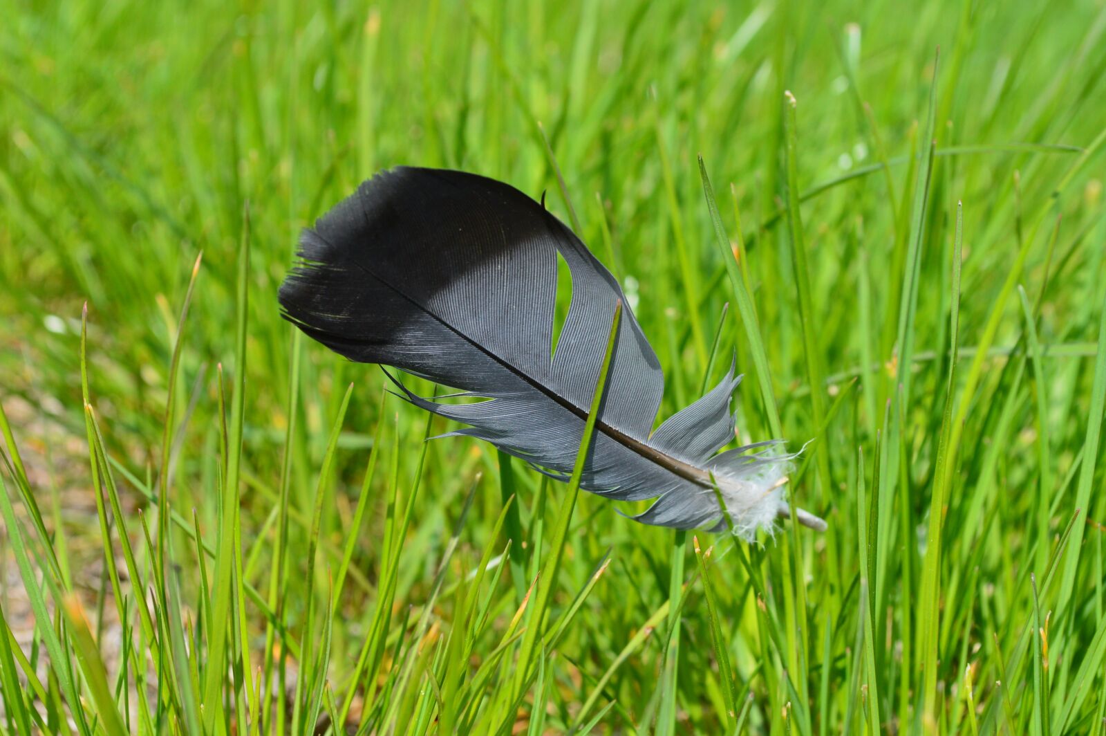 Nikon D3200 sample photo. Wingtip toys, grass, nature photography