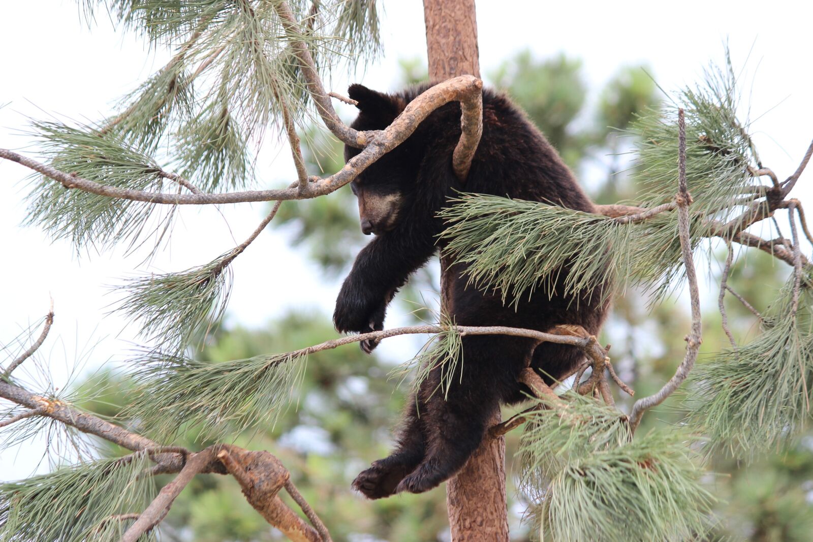 Canon EF-S 55-250mm F4-5.6 IS II sample photo. Bear, baby animal, nature photography
