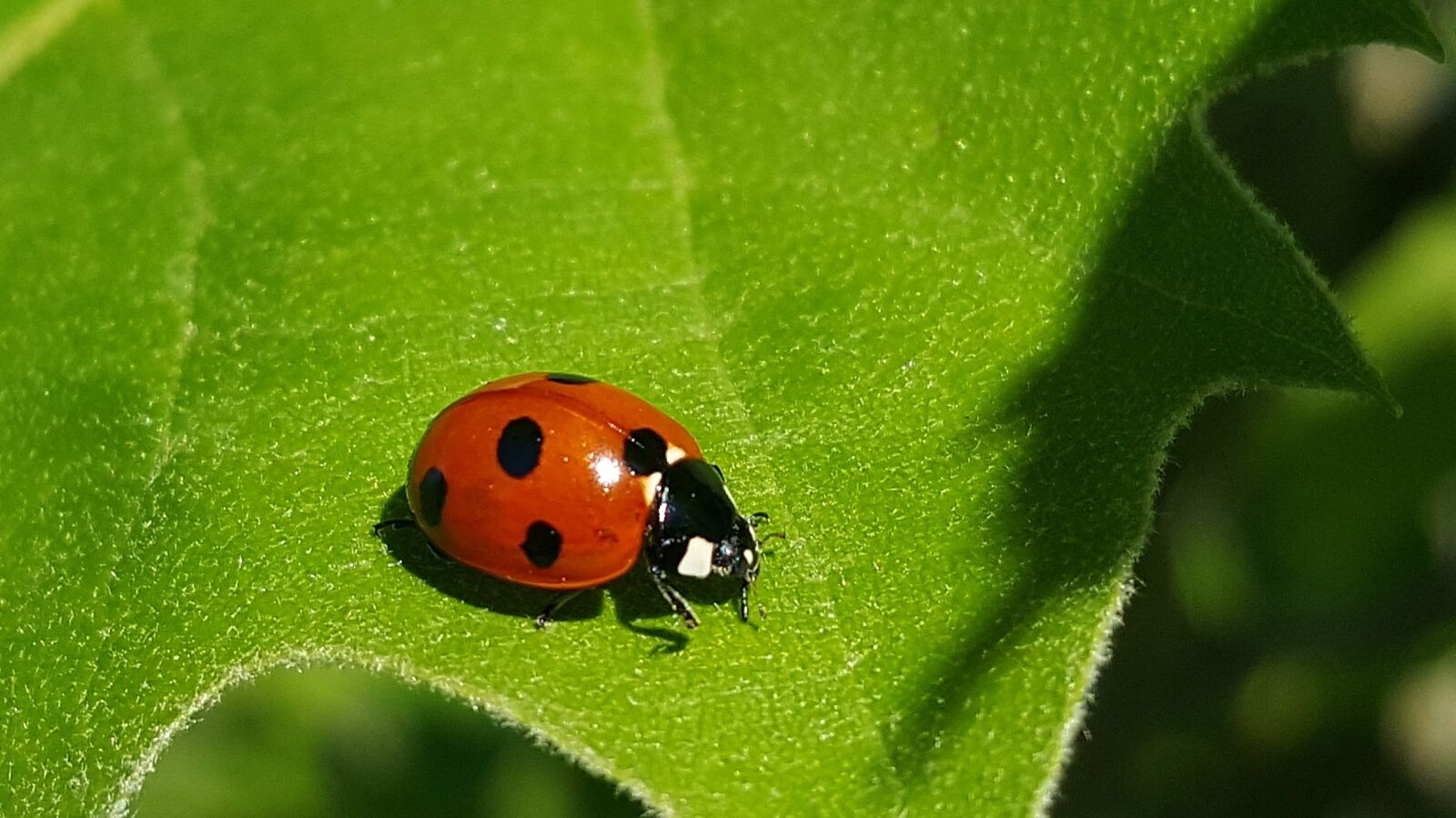 Samsung Galaxy Note5 sample photo. Ladybug, 7-spot lady beetle photography