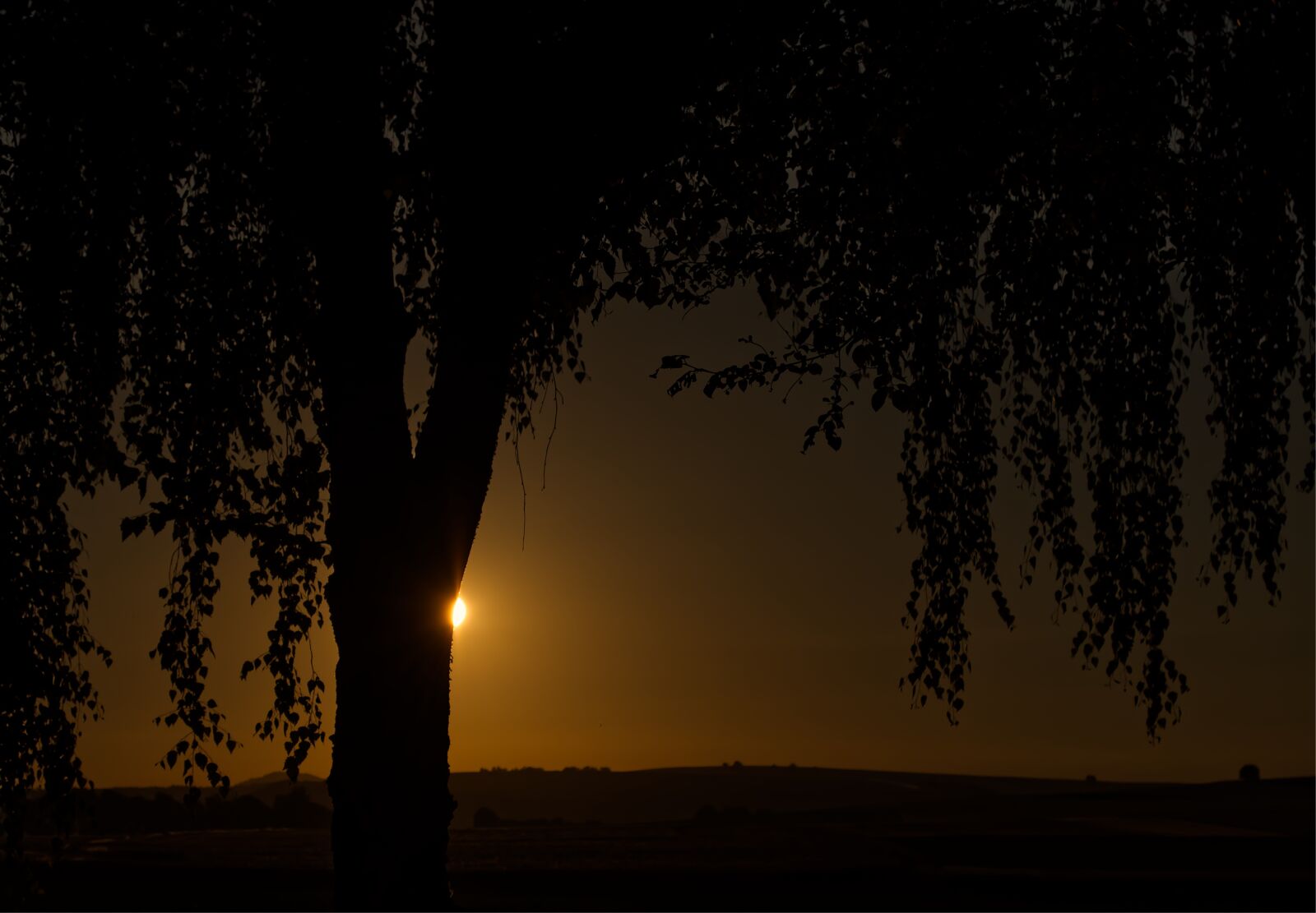 Nikon D5500 sample photo. Sun, dark, tree photography