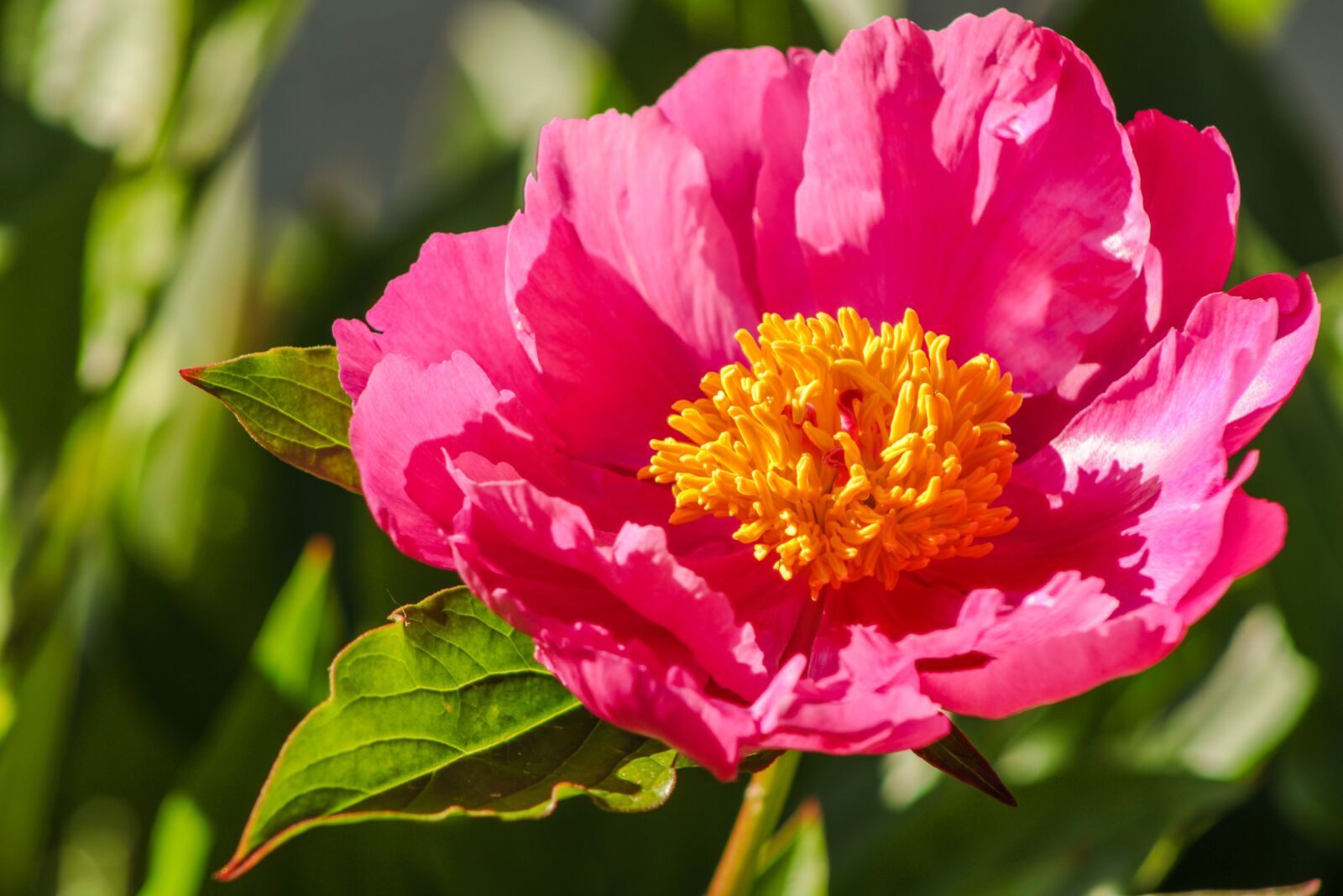 Canon EOS 2000D (EOS Rebel T7 / EOS Kiss X90 / EOS 1500D) sample photo. Pion, peonies, pink photography