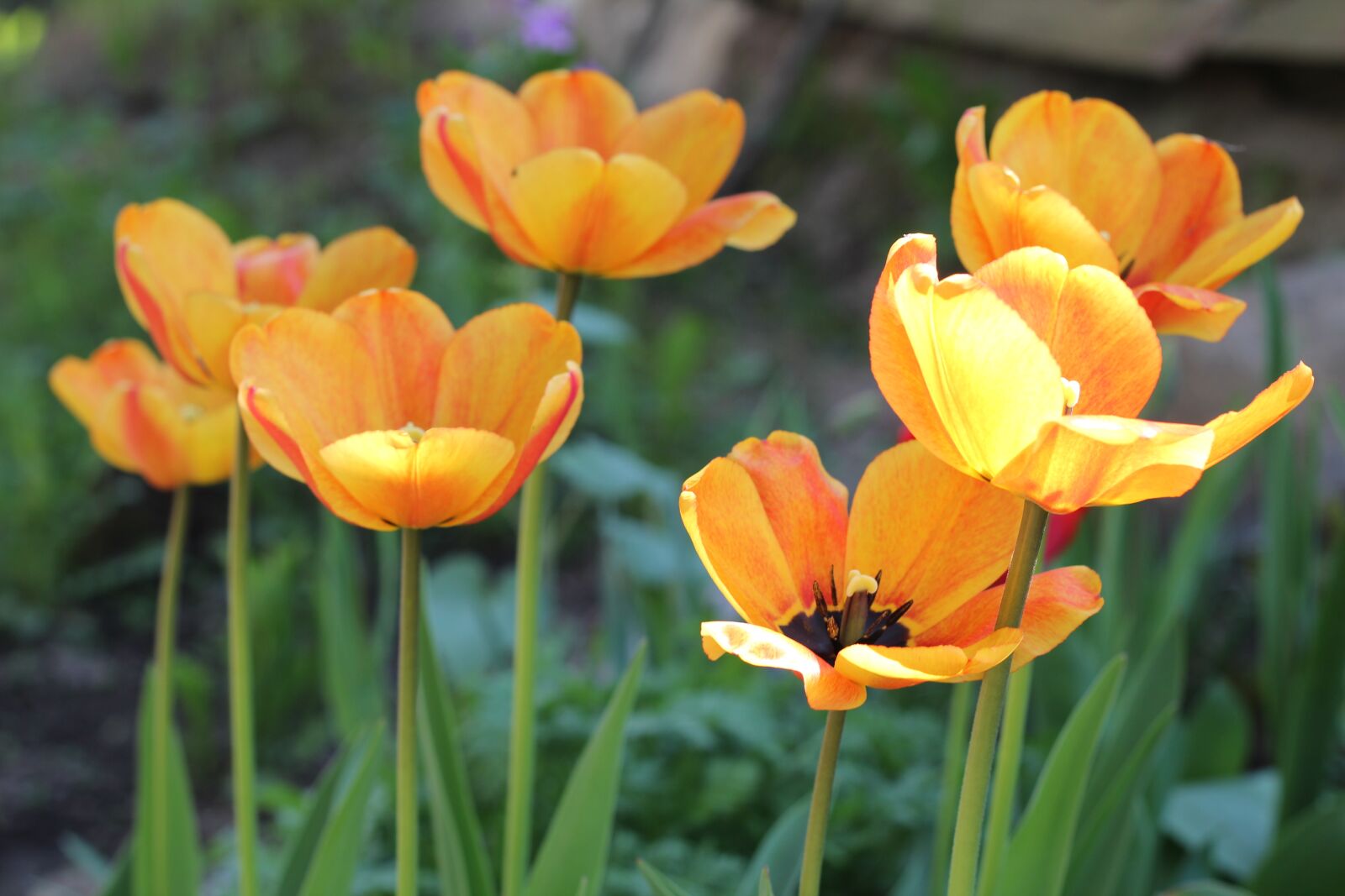 Canon EOS 600D (Rebel EOS T3i / EOS Kiss X5) + Canon EF 50mm F1.8 II sample photo. Dacha, tulips, yellow photography