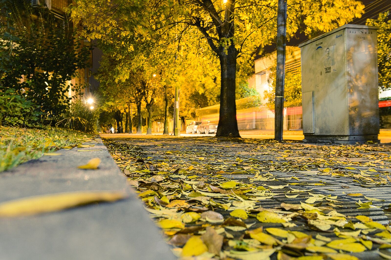 Nikon D7100 sample photo. Autumn, leaves, yellow photography