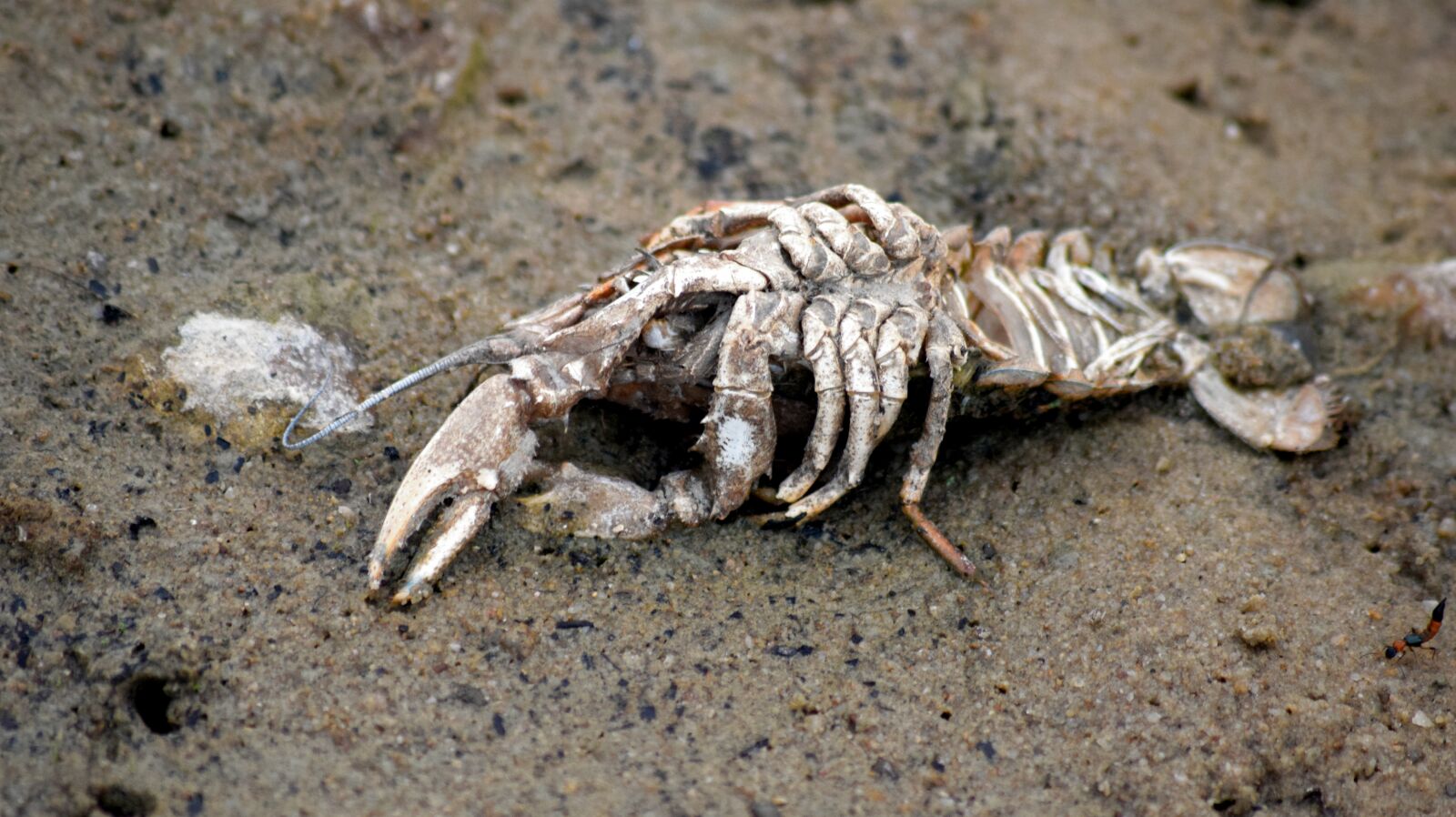 Nikon D5300 sample photo. Shrimp, crustacean, pond photography