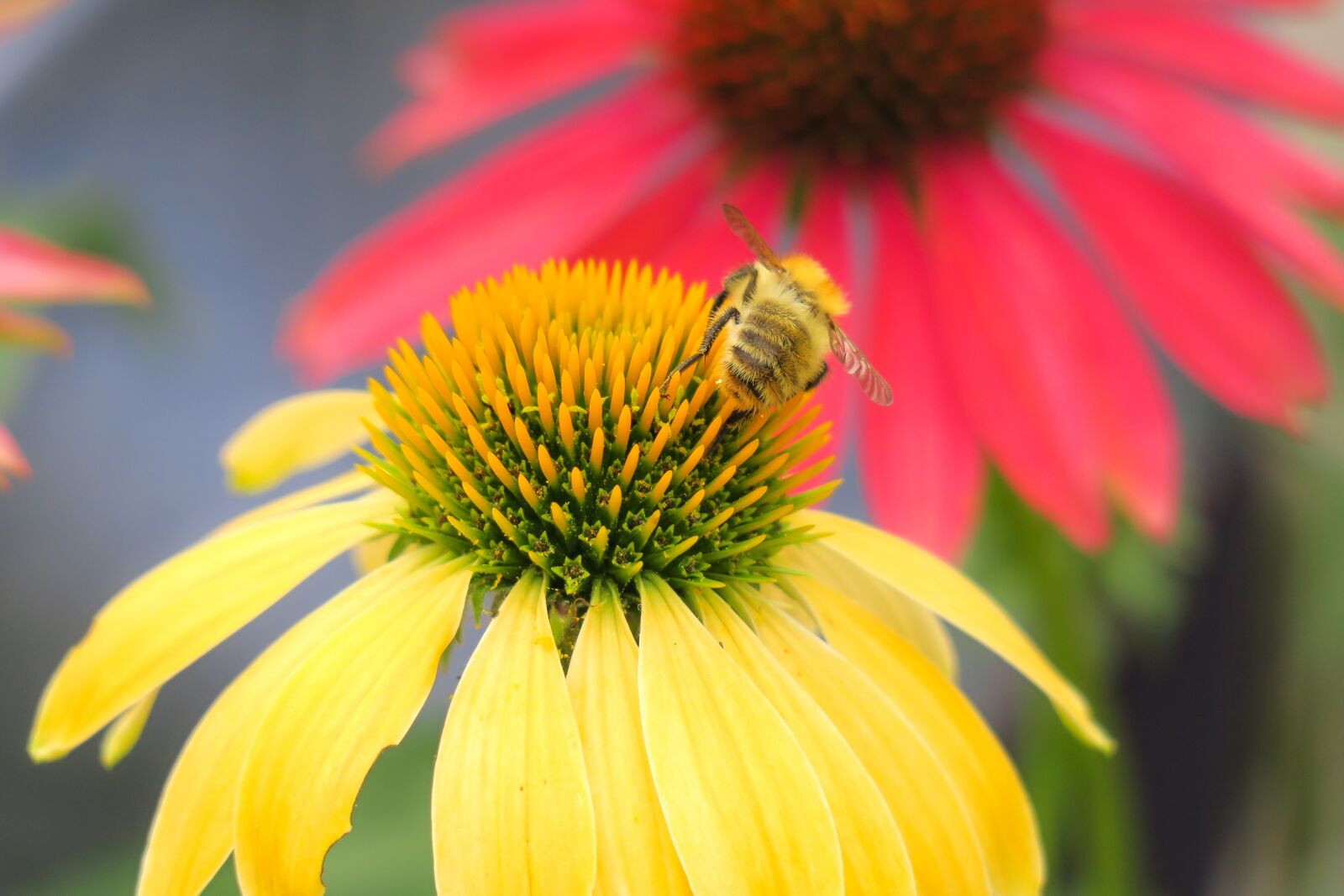 Canon PowerShot G3 X sample photo. Hummel, acker hummel, coneflower photography