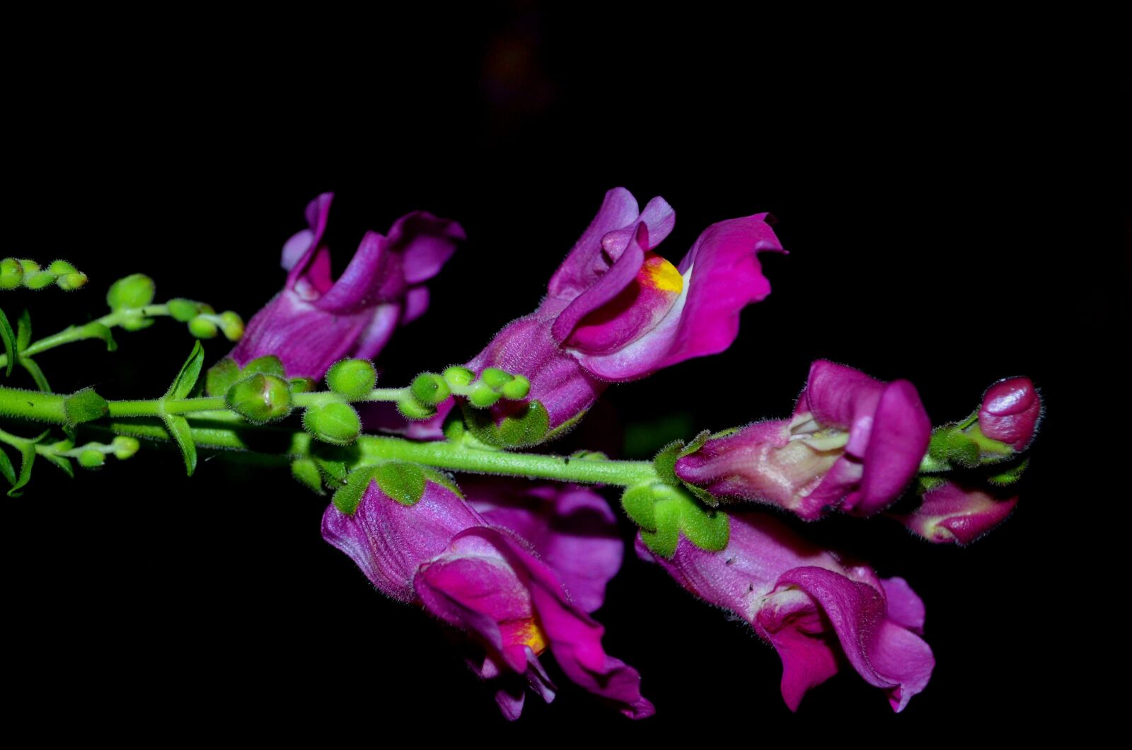 Nikon D5100 sample photo. Leon's mouth, flower, plant photography