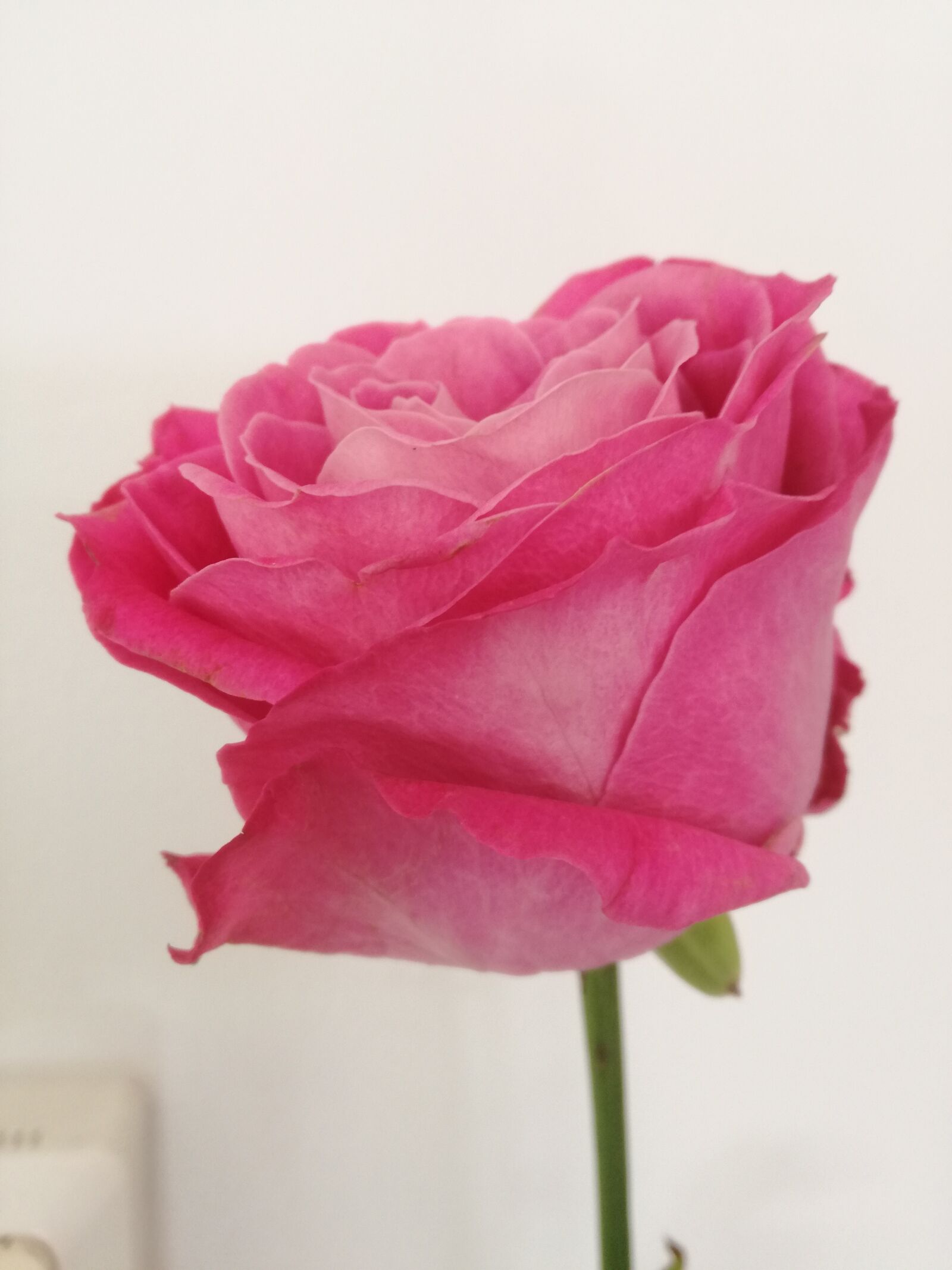 HUAWEI P9 LITE sample photo. Rose, flower, pink flower photography