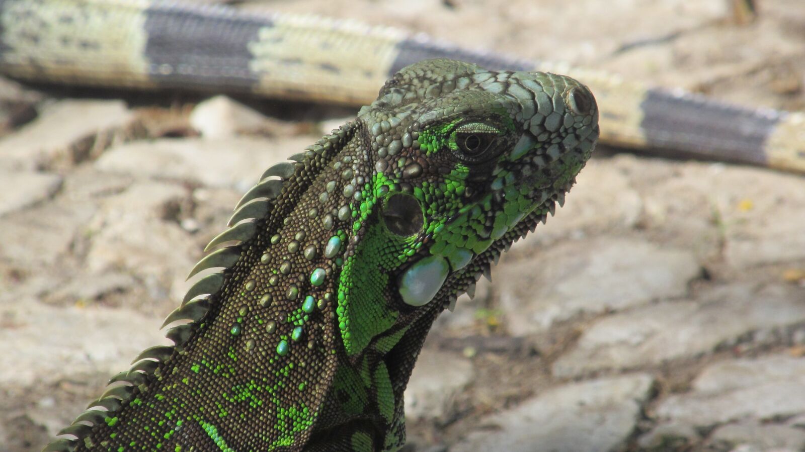 Canon PowerShot SX150 IS sample photo. Green iguana, lizard, iguana photography