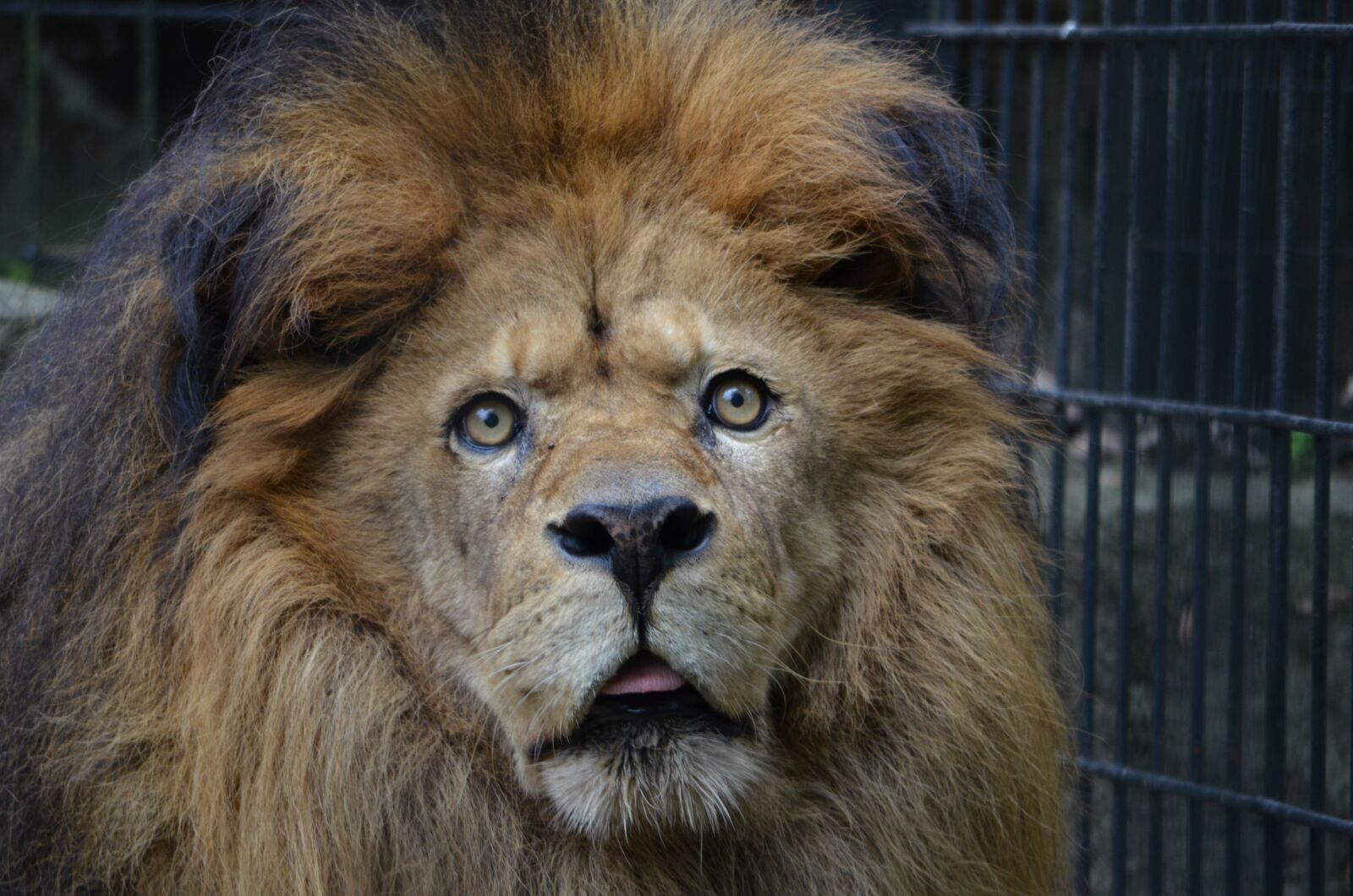 Nikon D7000 sample photo. Lion, zoo, animal photography