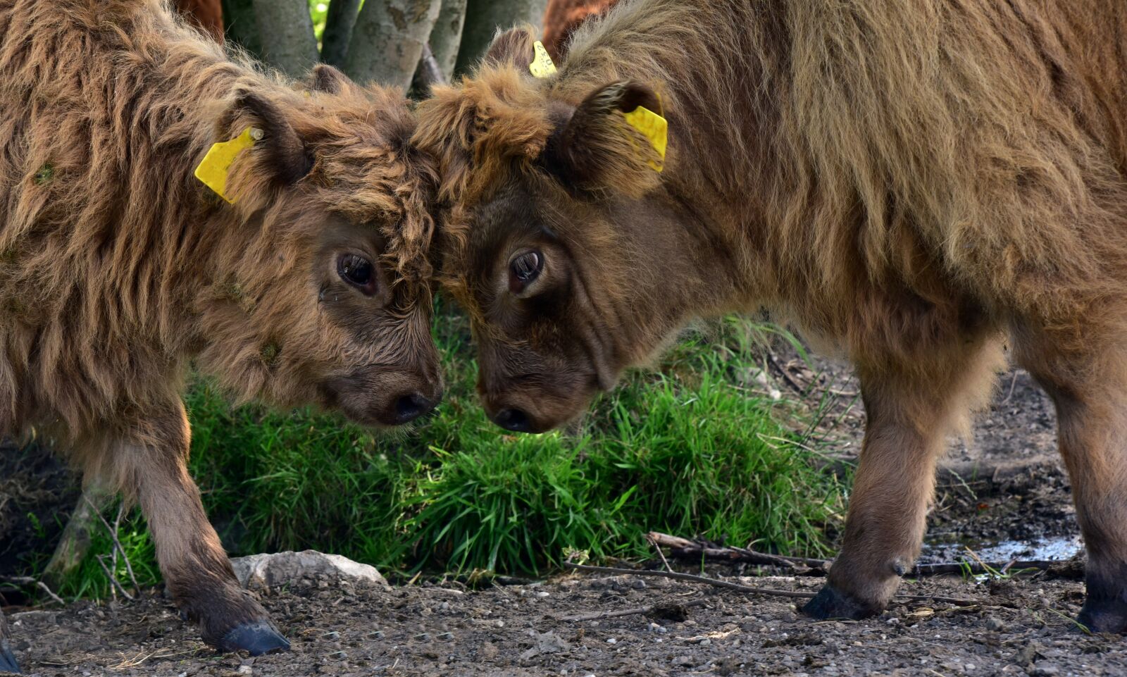 Nikon D750 sample photo. Galloway, calf, animal photography