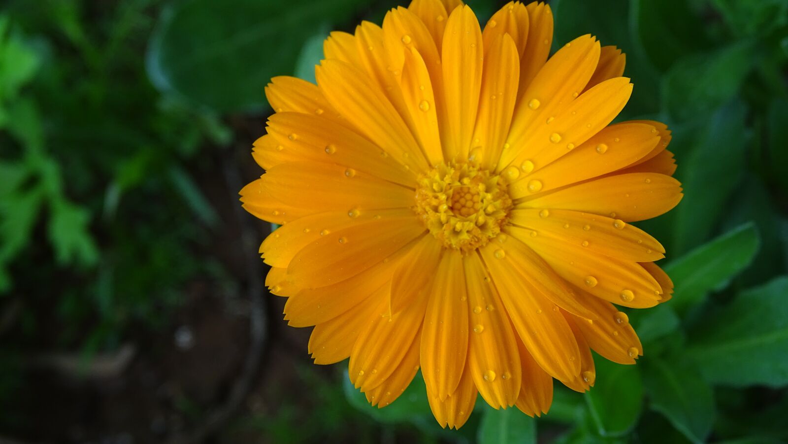 Sony Cyber-shot DSC-HX400V sample photo. Nature, summer, flora photography