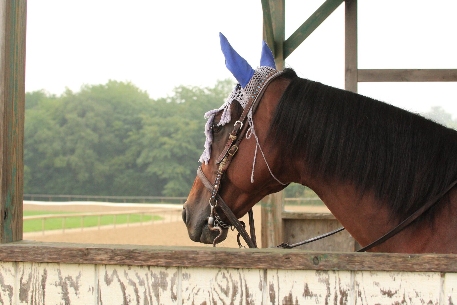 Canon EOS 1300D (EOS Rebel T6 / EOS Kiss X80) sample photo. Retriever horse, arlington race photography