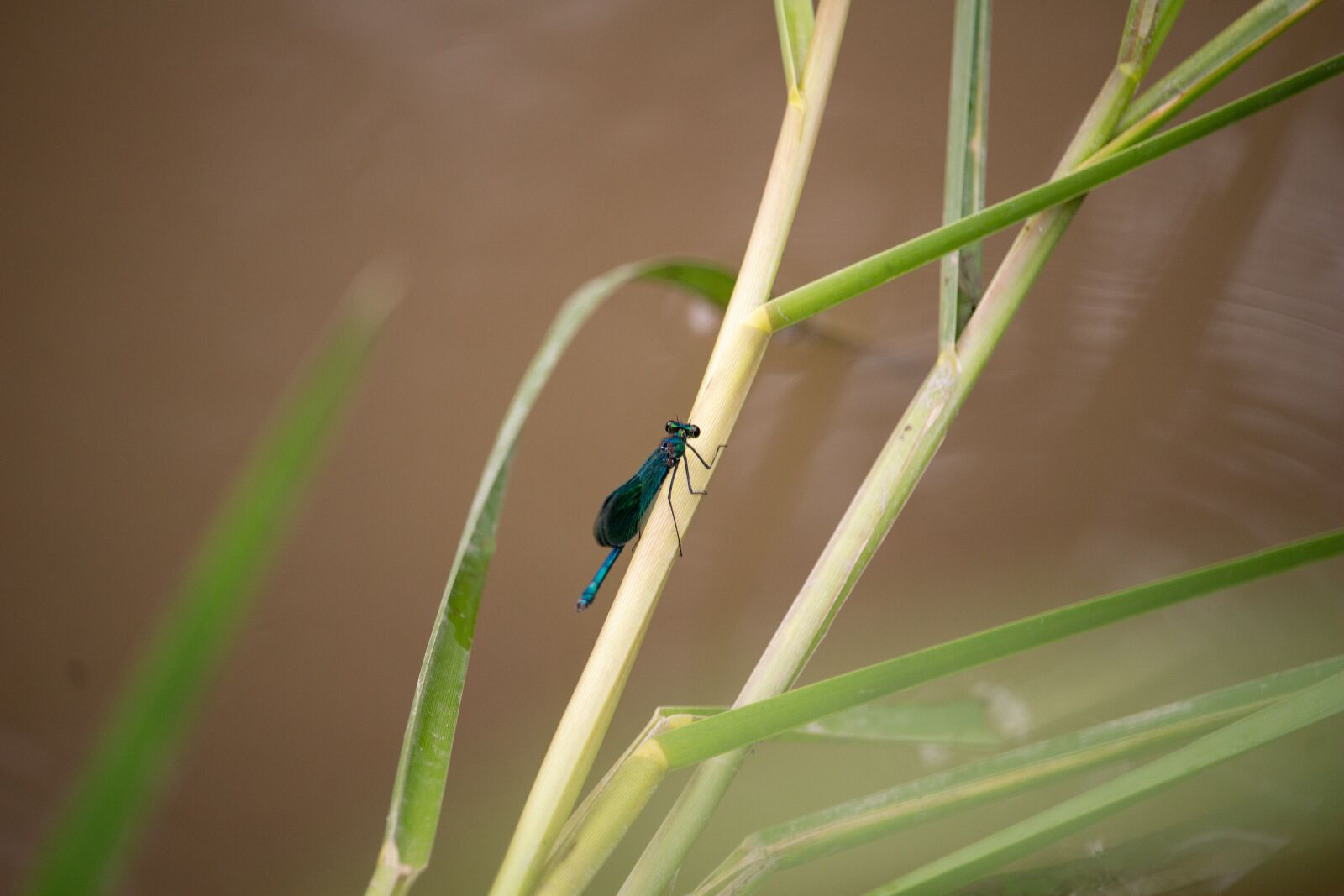 Canon EOS 100D (EOS Rebel SL1 / EOS Kiss X7) sample photo. Dragonfly, reed, nature photography