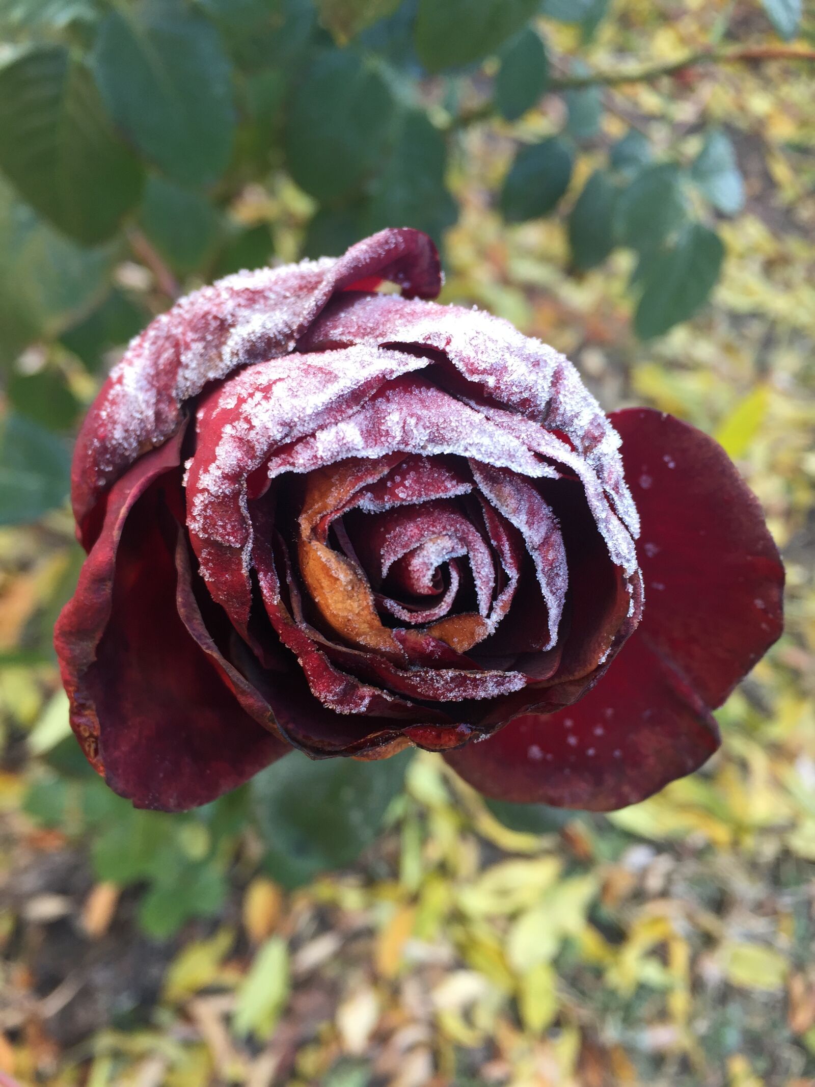 Apple iPhone 6 sample photo. Frosty rose, red rose photography