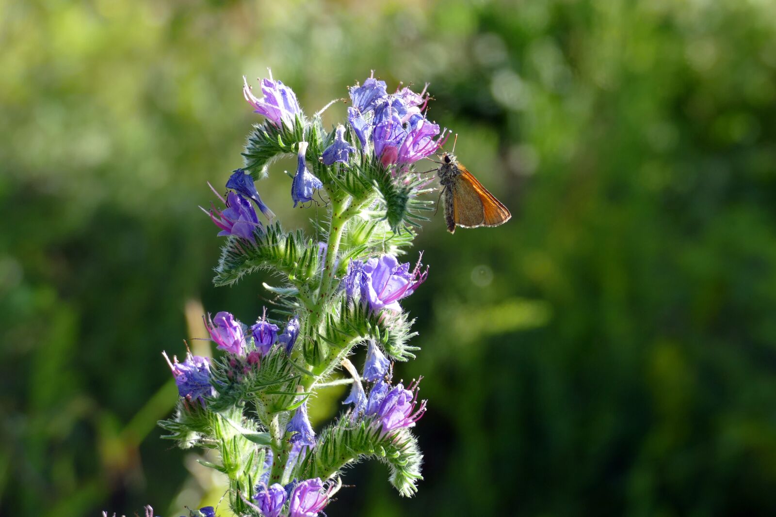 Panasonic Lumix DMC-FZ1000 sample photo. Ordinary natternkopf, echium vulgare photography