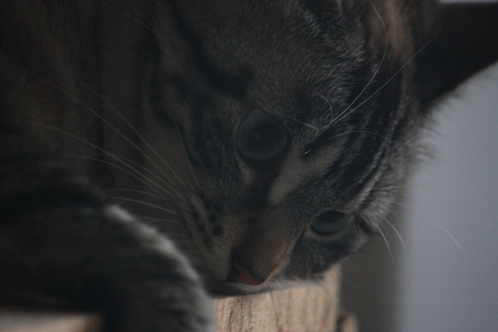 Canon EOS 450D (EOS Rebel XSi / EOS Kiss X2) sample photo. Cat, animals, fur photography