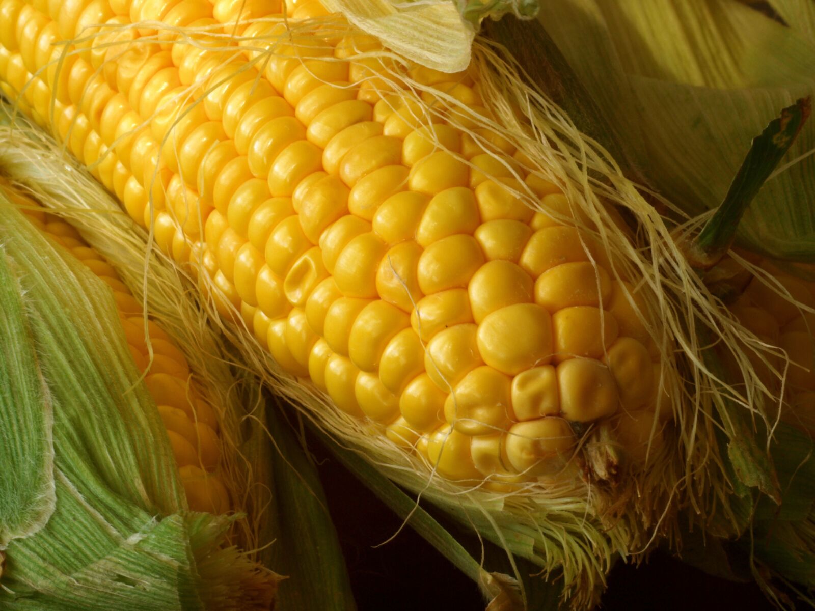 Olympus E-520 (EVOLT E-520) sample photo. Corn, the ear, yellow photography