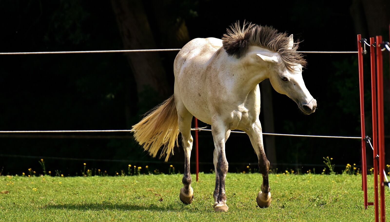 Nikon D7200 sample photo. Mold, horse, love for photography