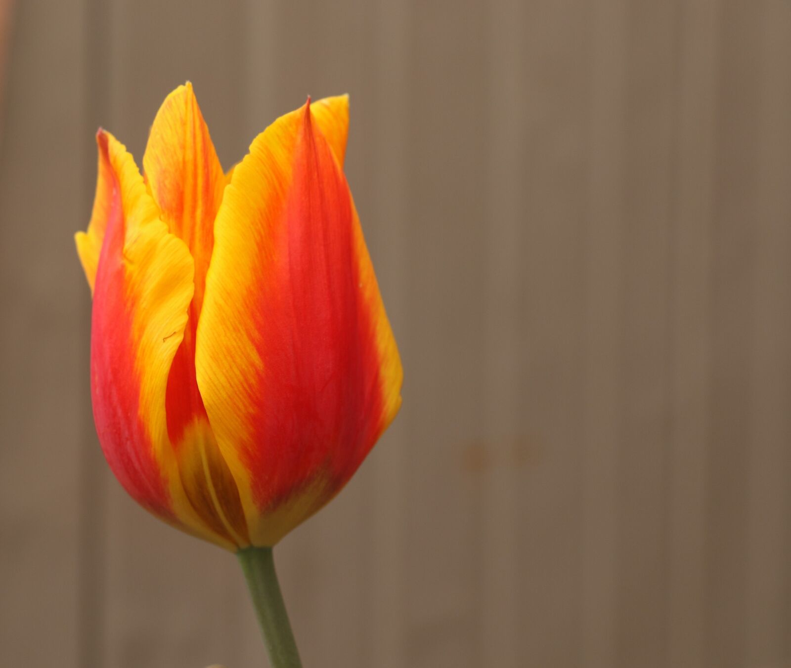 Canon EOS 7D Mark II sample photo. Tulip, plant, flower photography