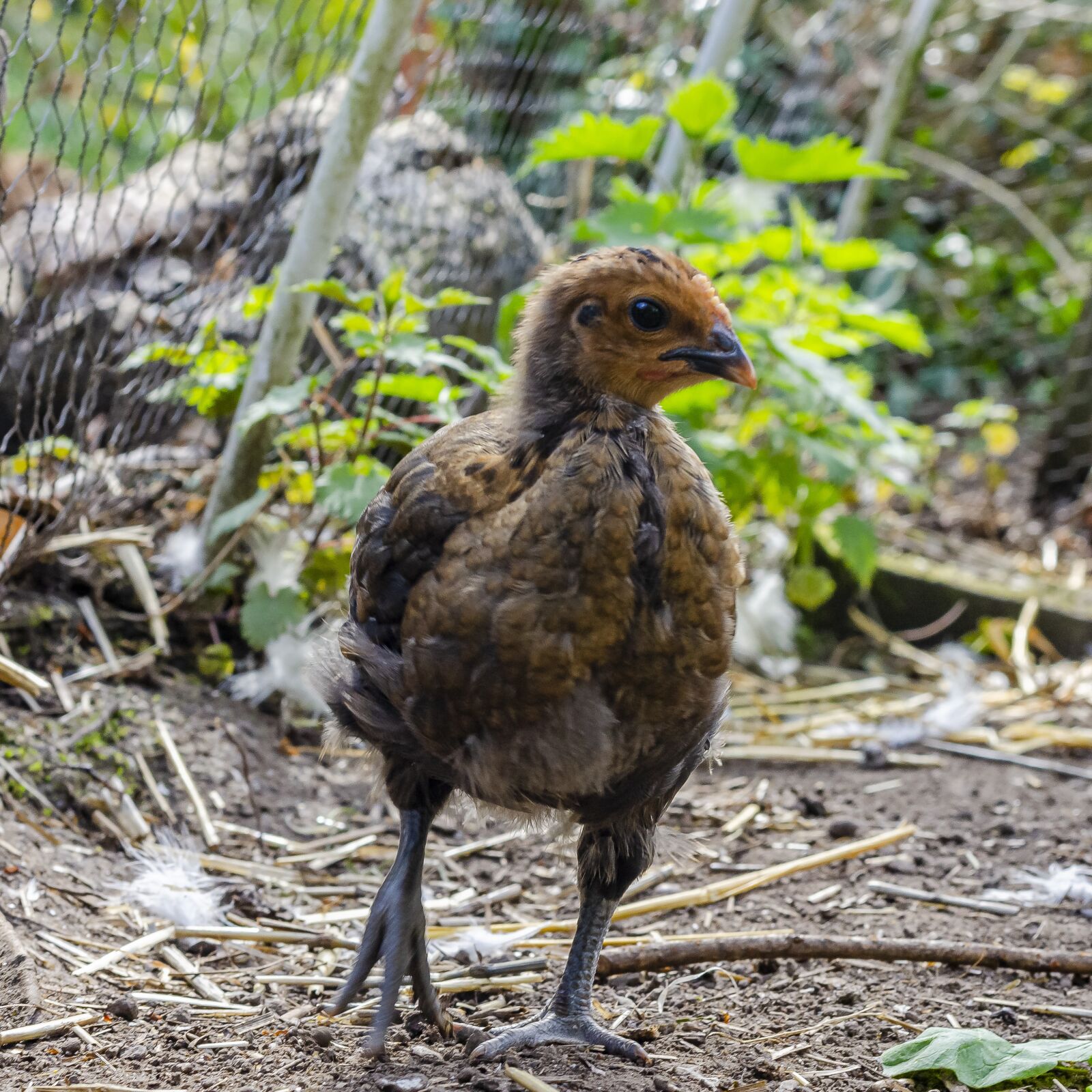 Nikon D7000 sample photo. Chick, hen, low photography