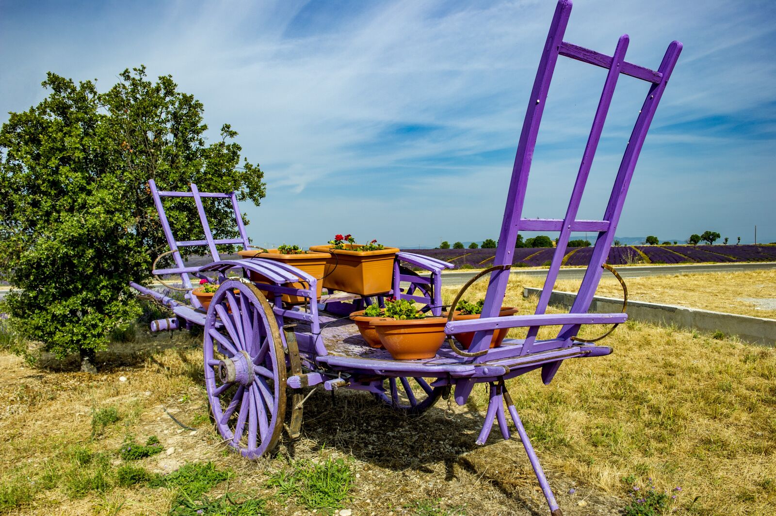 Nikon D3S sample photo. Provence, valensole, lavender photography