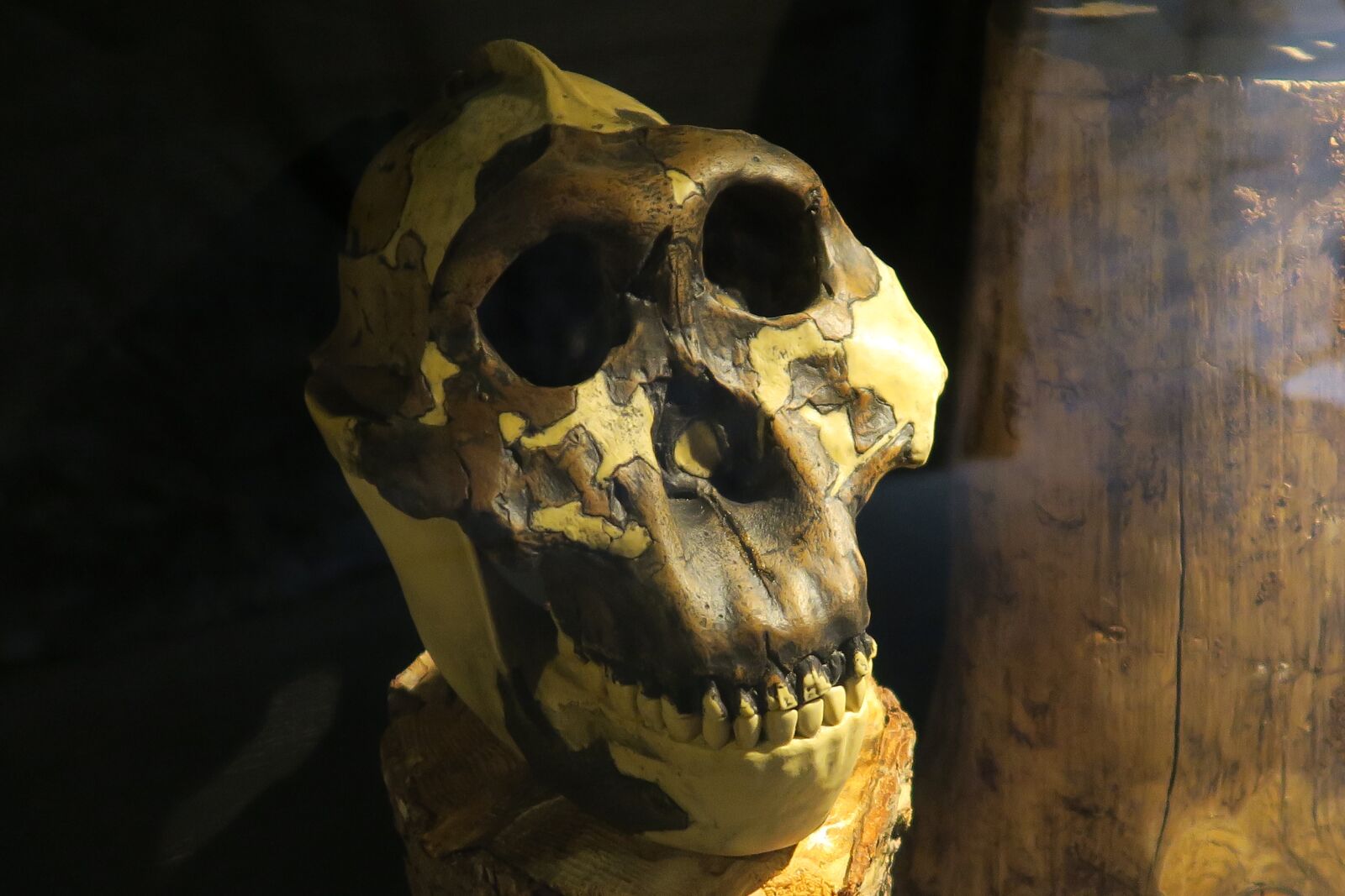 Canon PowerShot G7 X sample photo. Monkey, skull, skeleton photography