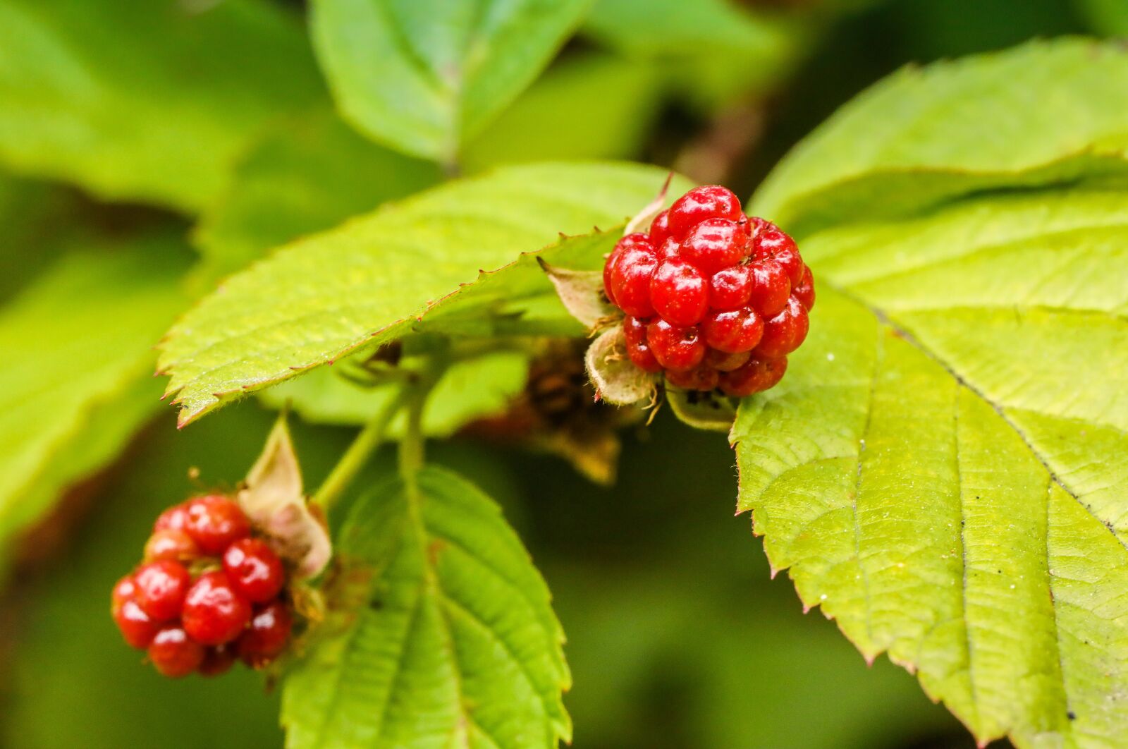 Canon EF 100mm F2.8L Macro IS USM sample photo. Boysenberry, nature, berry photography