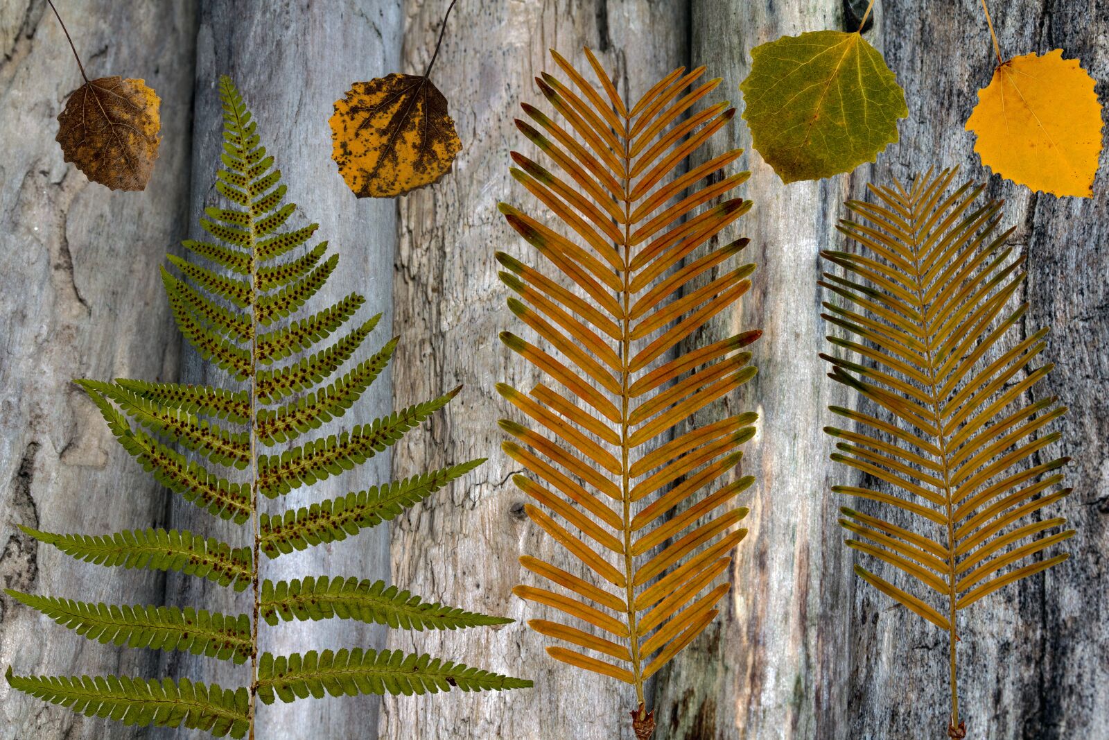 Canon EF-S 60mm F2.8 Macro USM sample photo. Dry leaves, wood background photography
