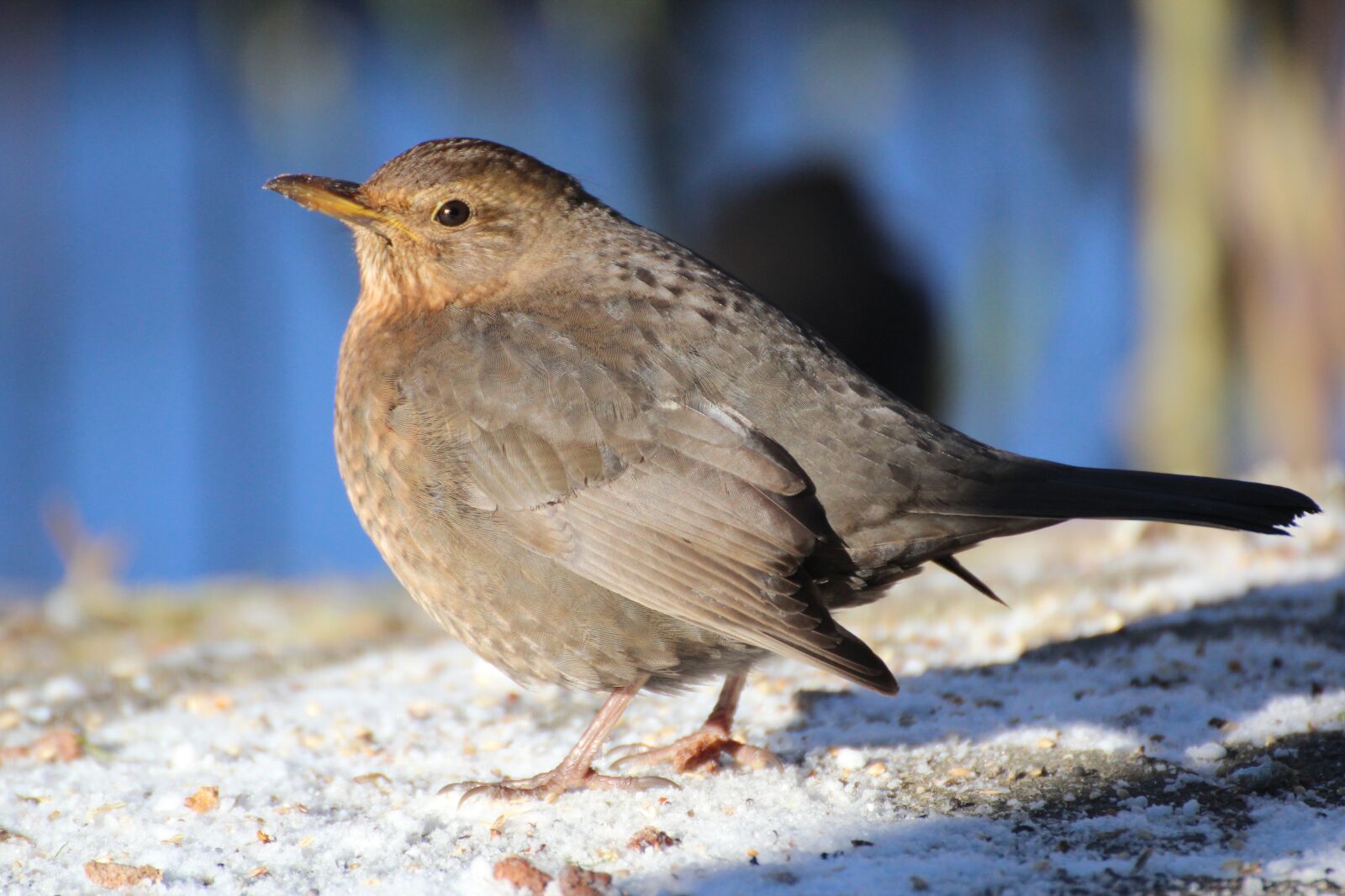 Canon EOS 600D (Rebel EOS T3i / EOS Kiss X5) sample photo. Blackbird, bird, winter photography