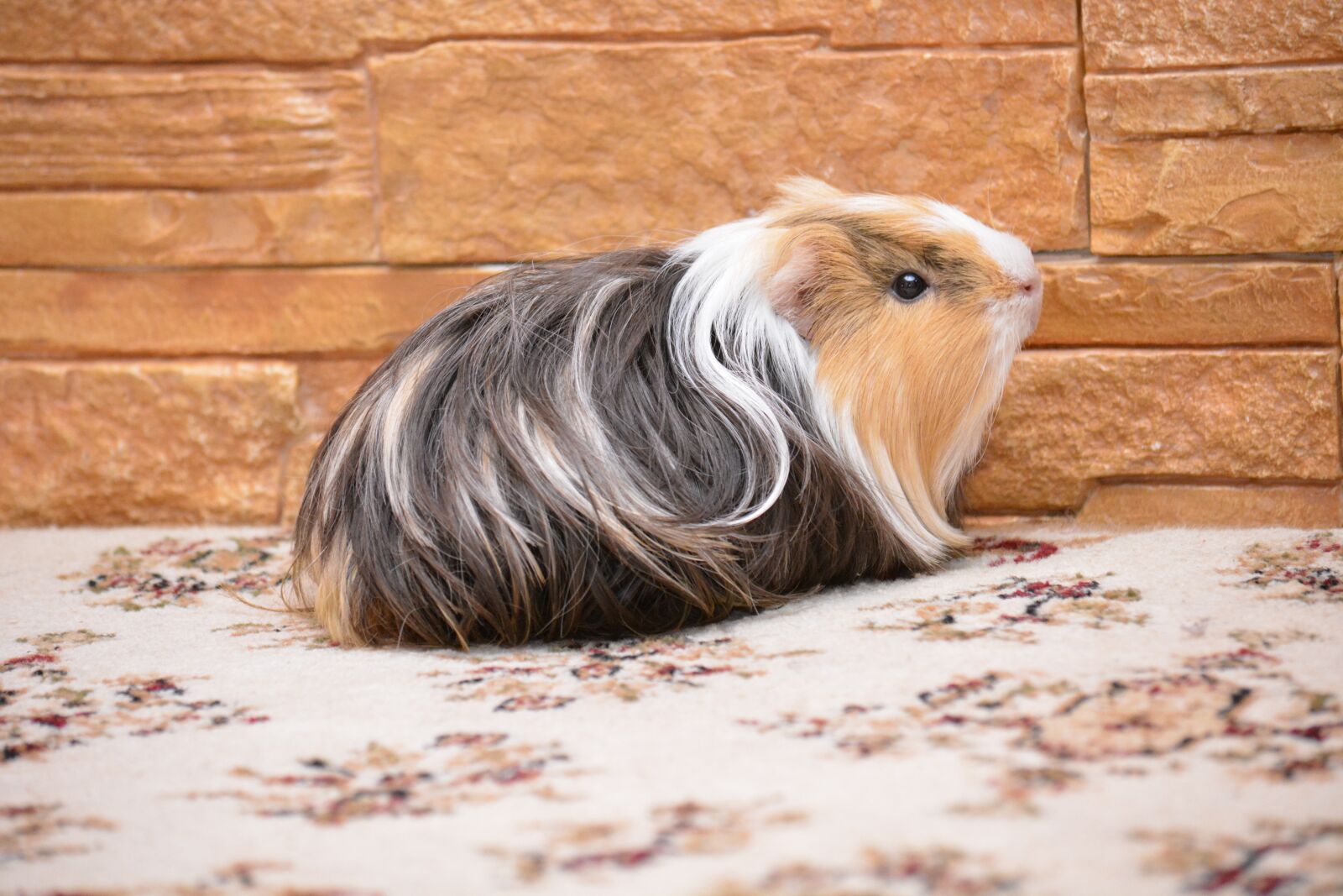 Nikon D5200 sample photo. Guinea pig, pet, animals photography
